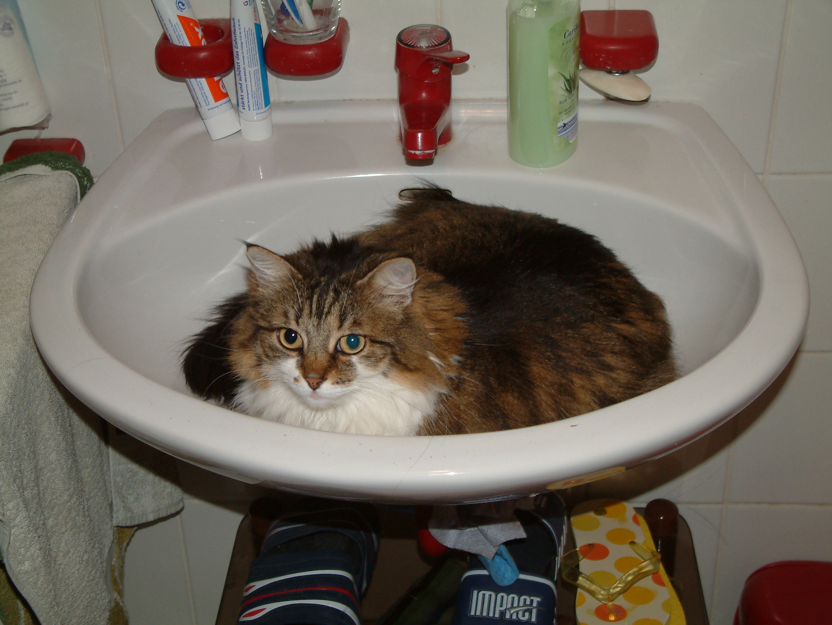 Cat in basin