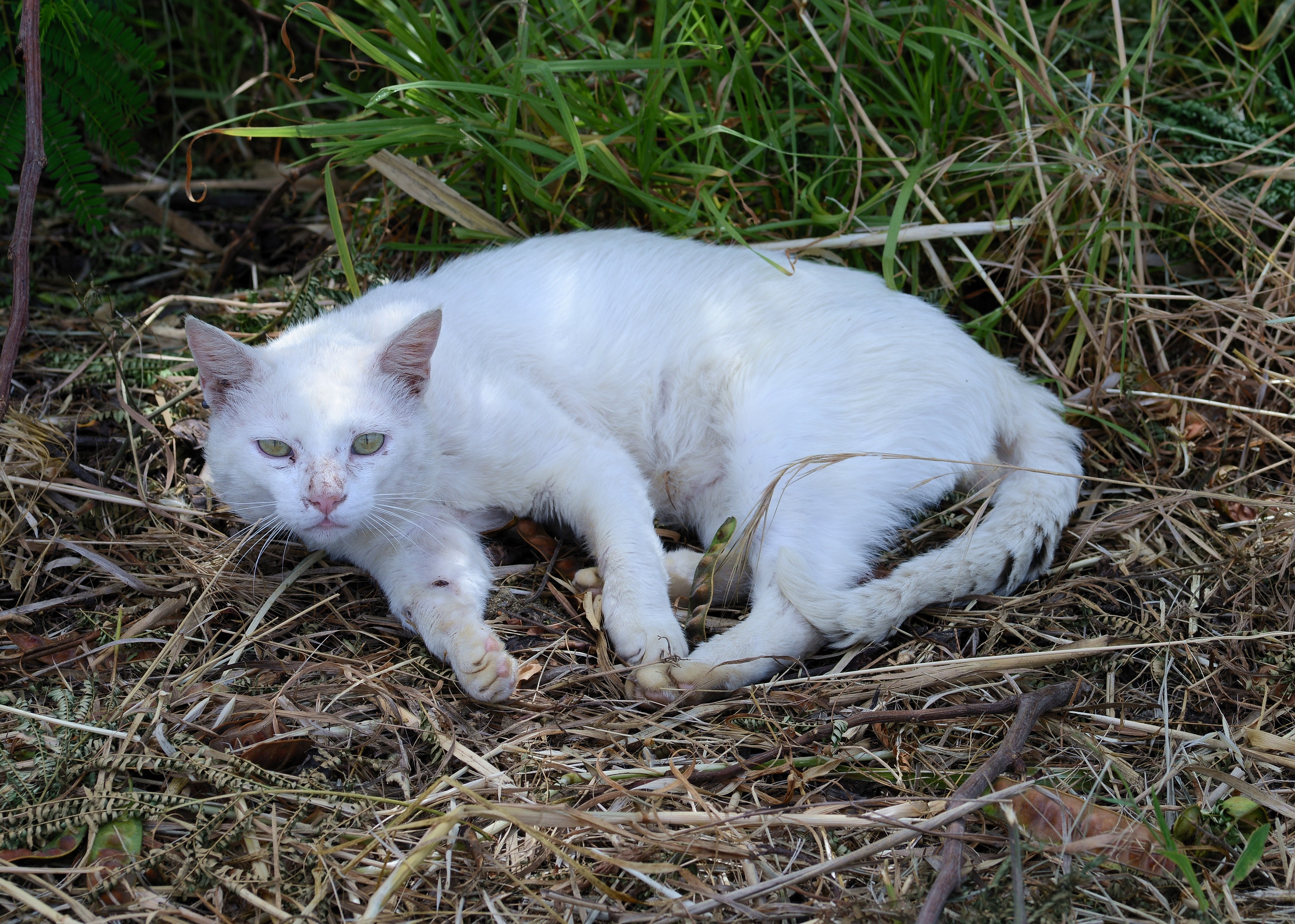 Cat June 2013-1a