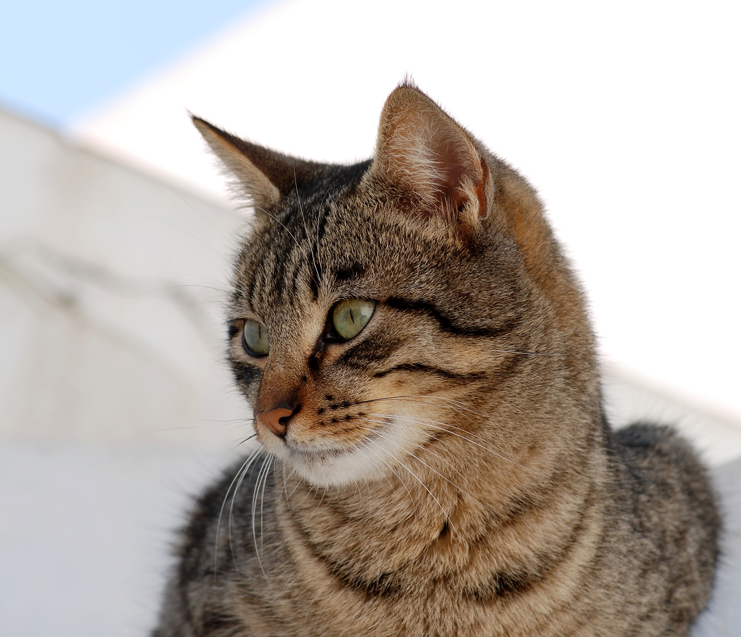 Cat March 2010-2