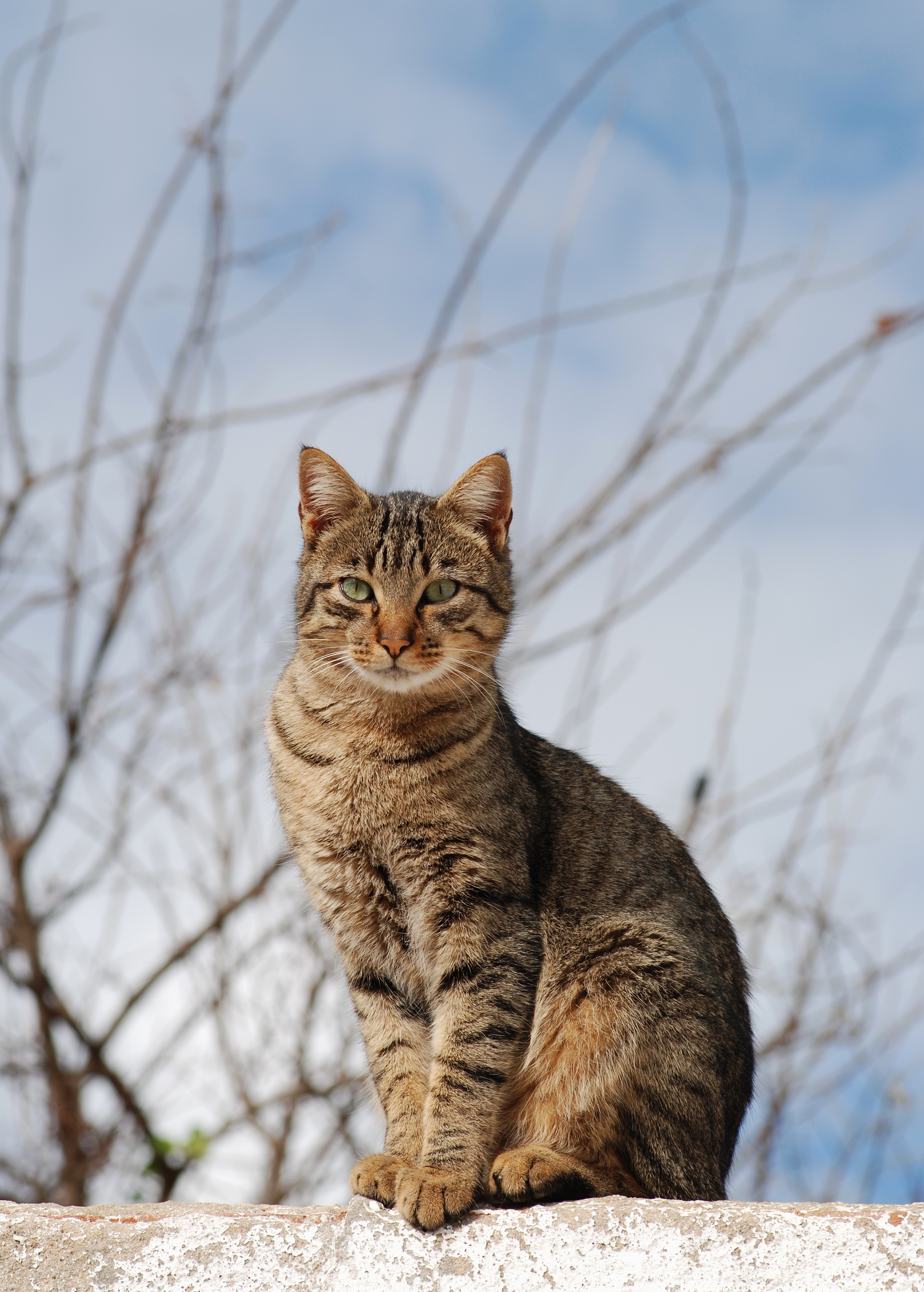 Cat November 2010-1