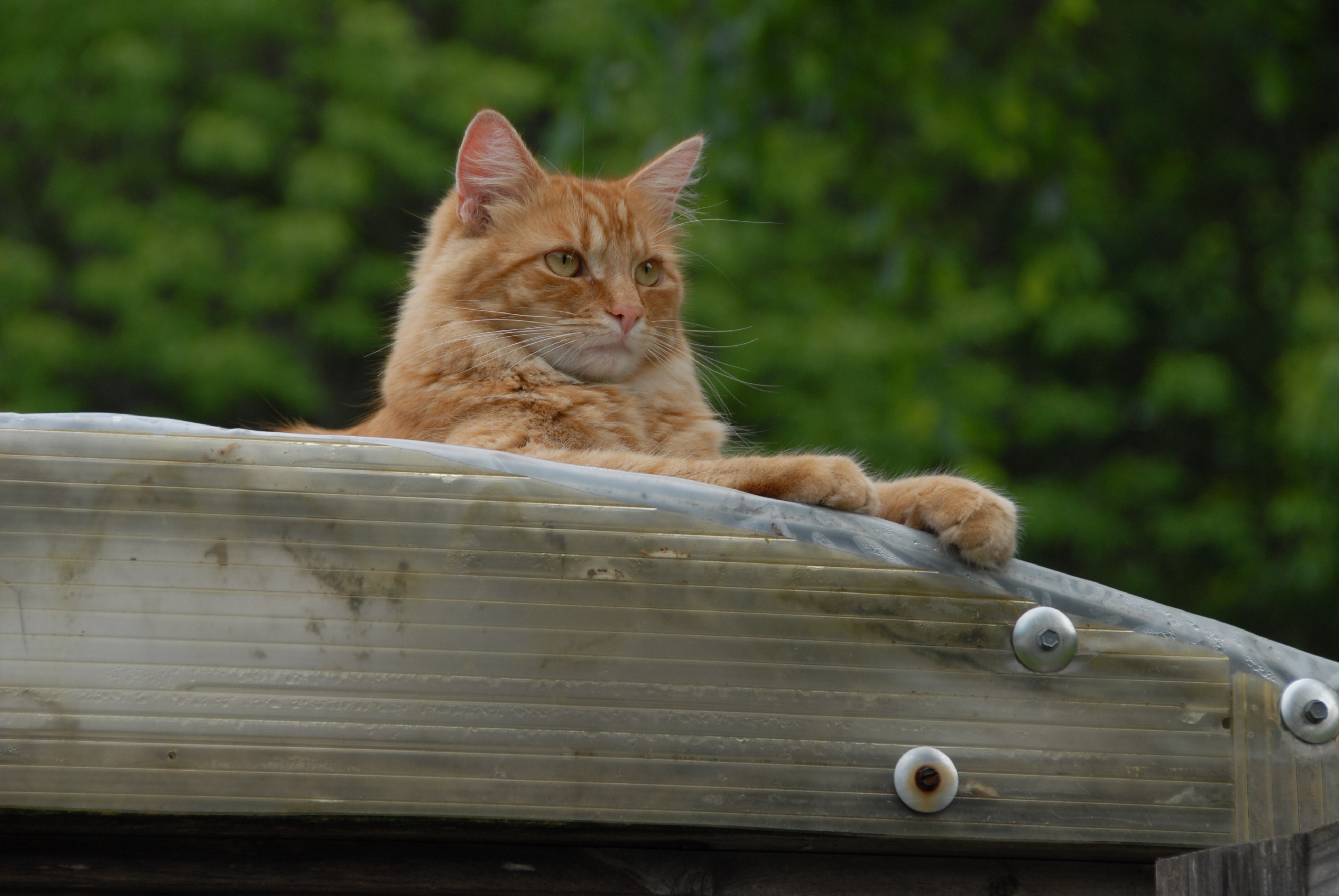 Cat on greenhouse (289657412)