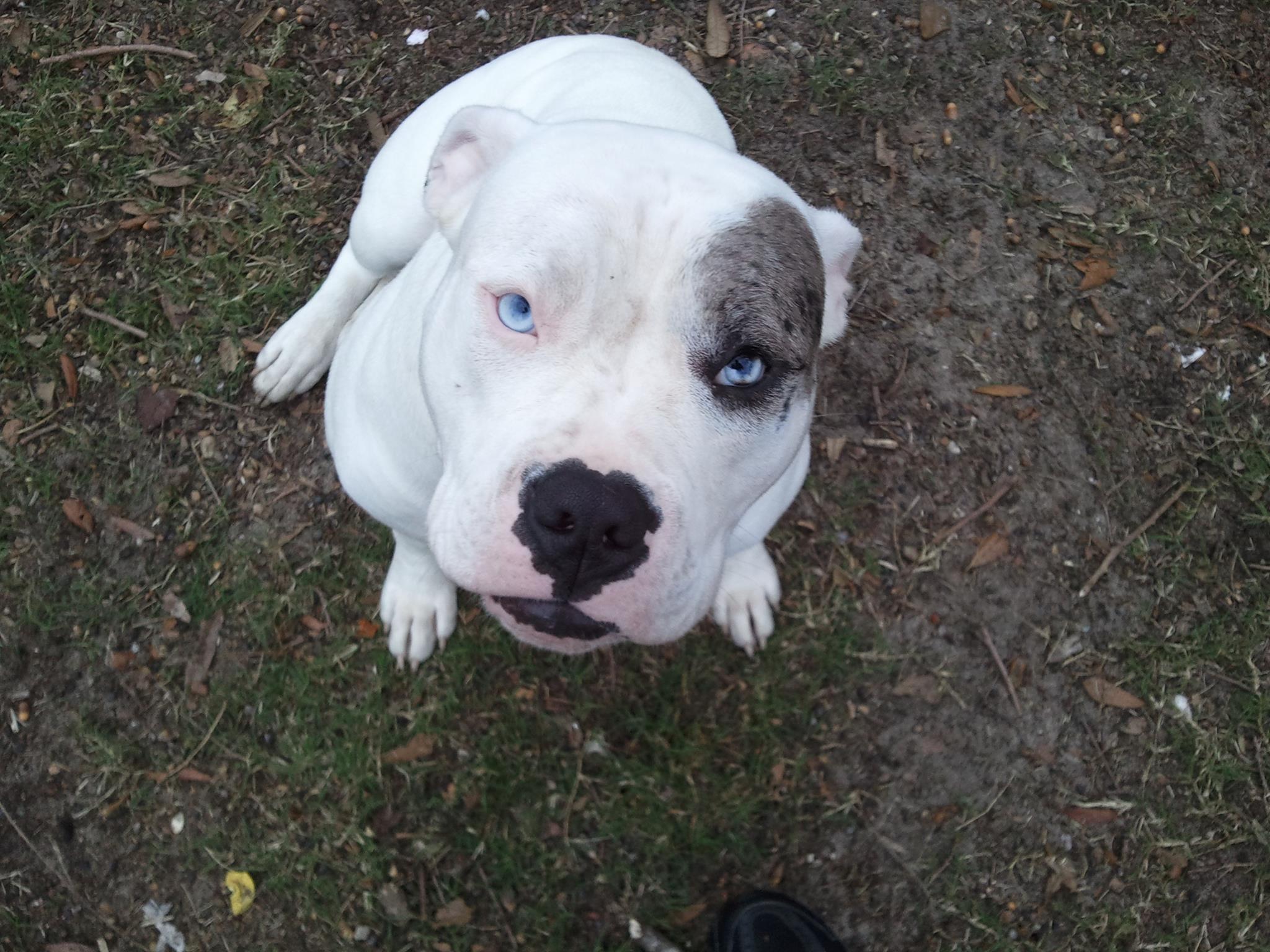Catahoula Bulldog female