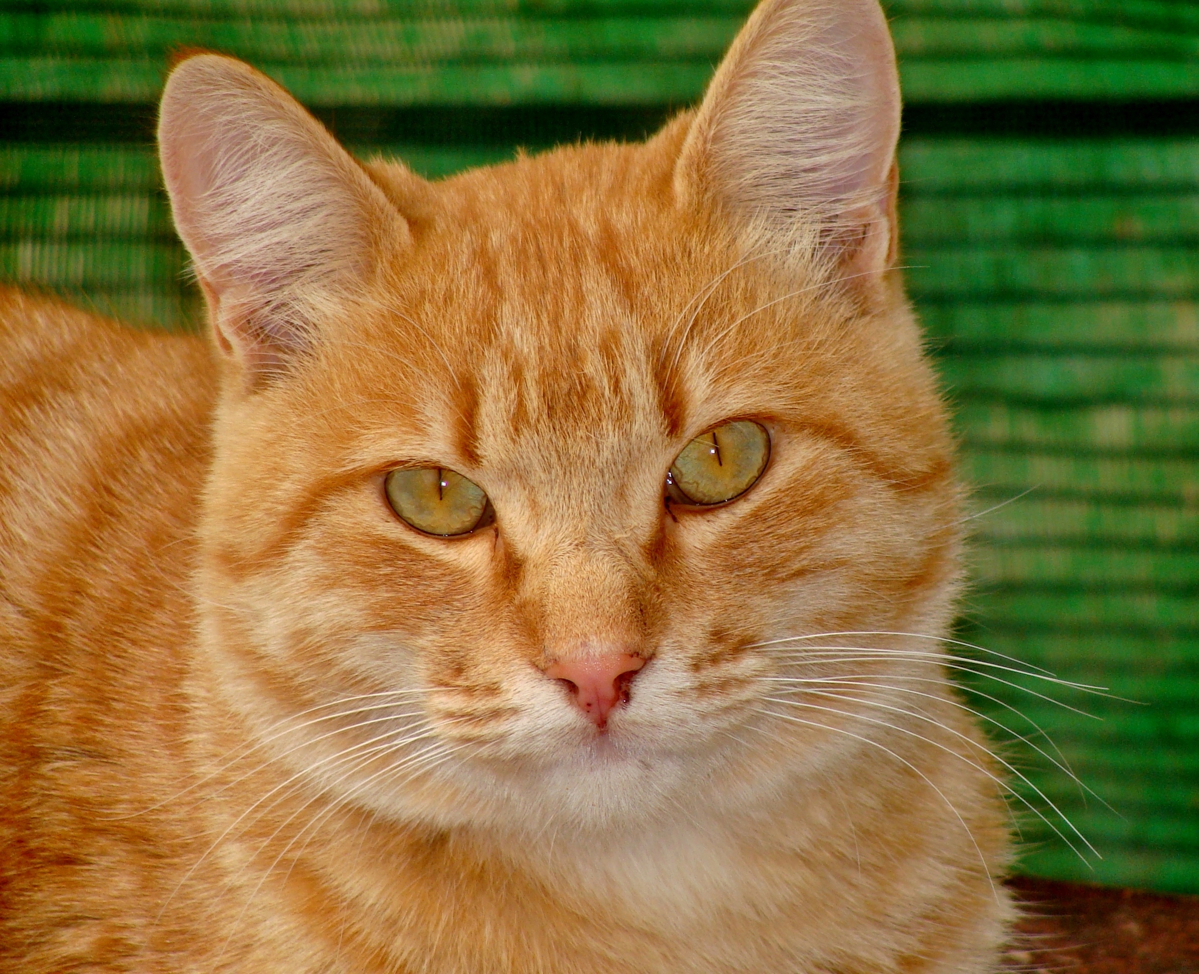 Catinspainmadrid