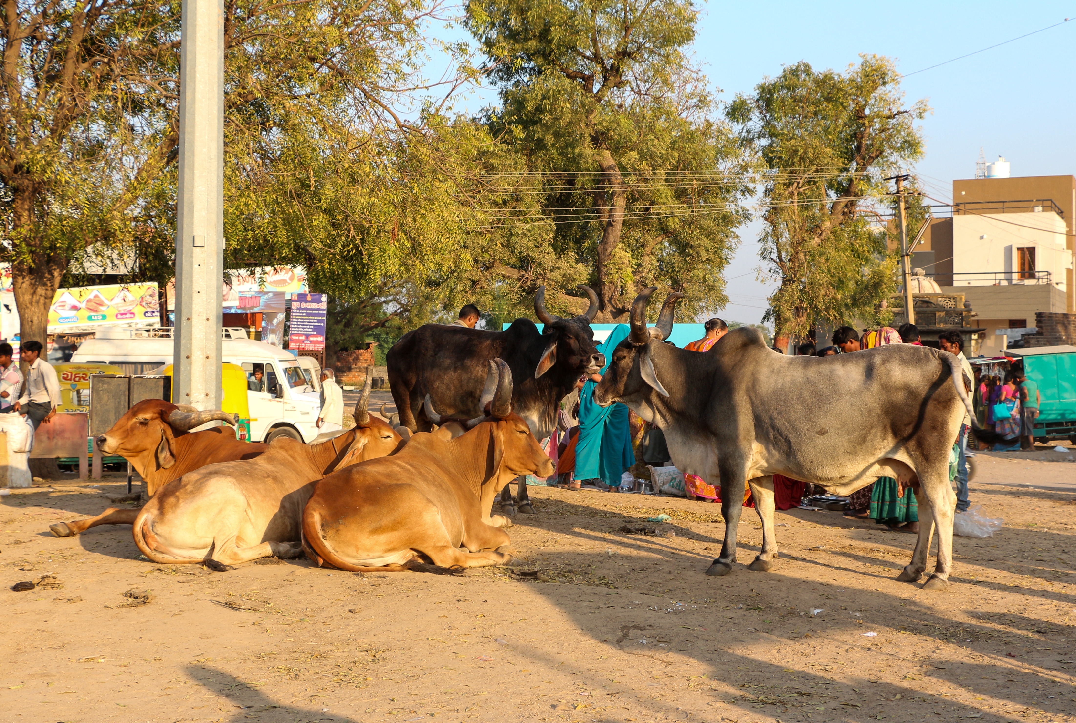 Cattle in Adalaj