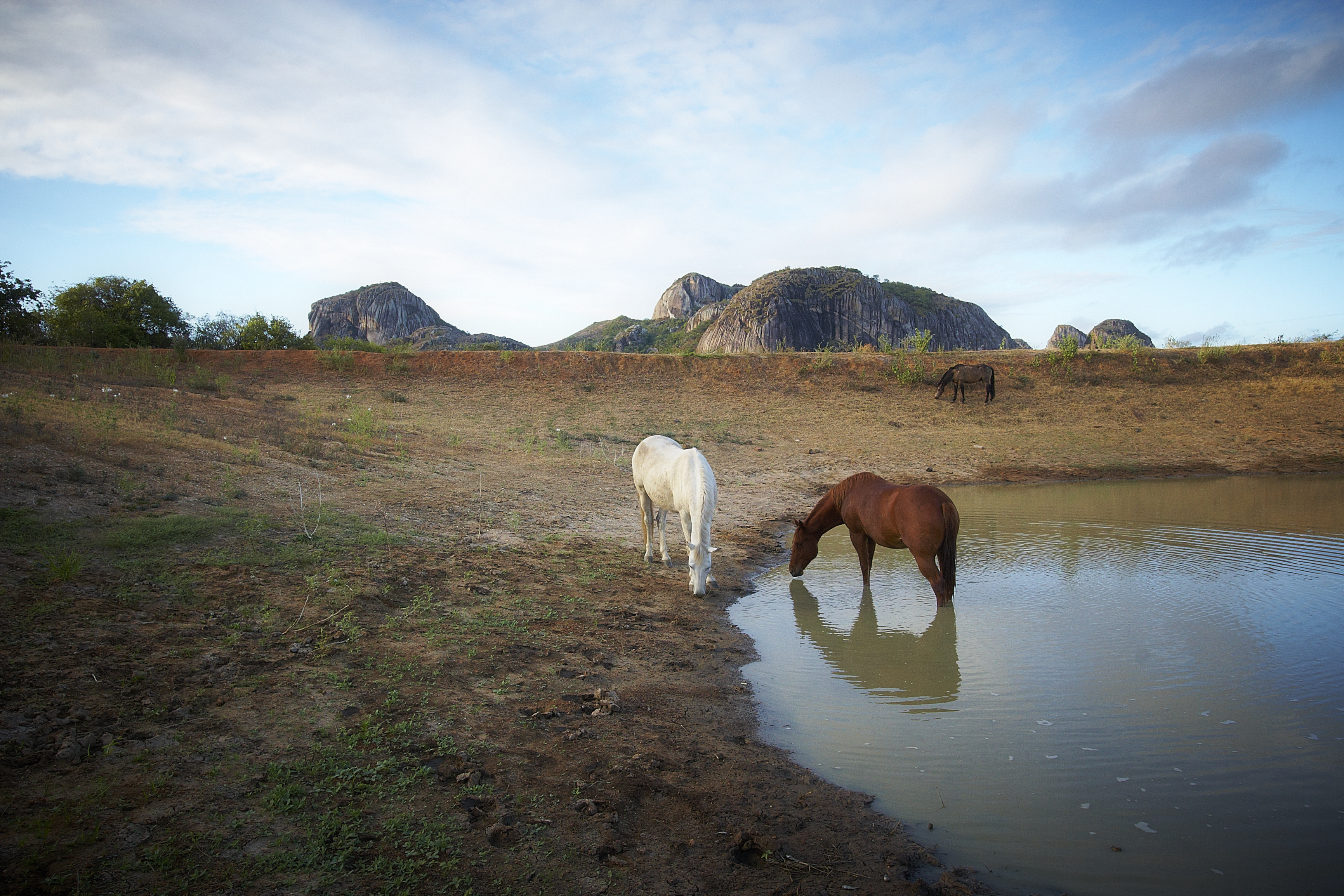 Cavalos no Parque Estadual da Pedra da Boca