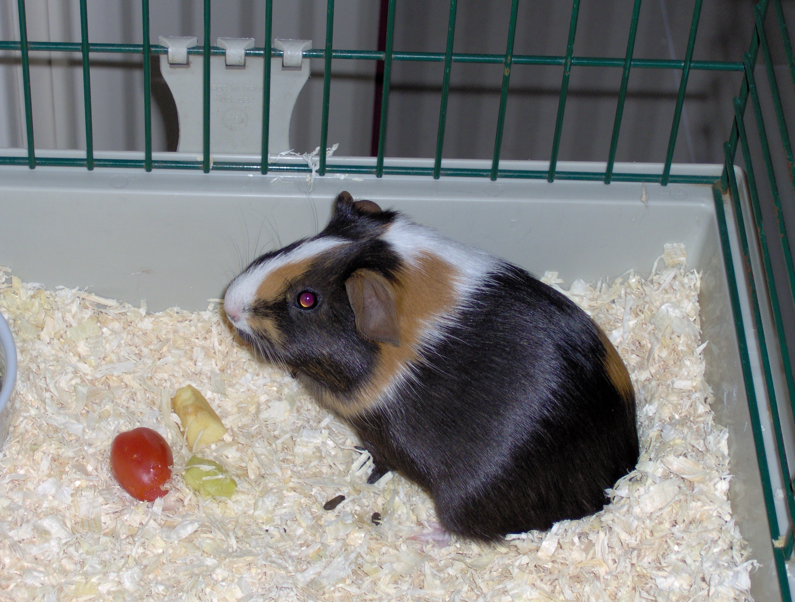 Cavia-gfdl