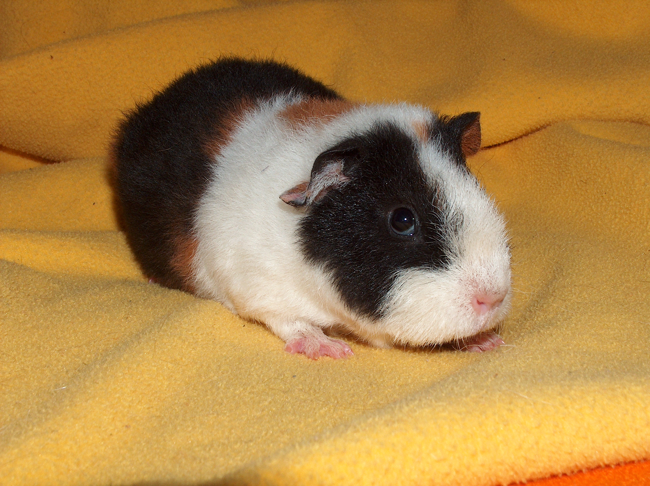 Cavia porcellus001