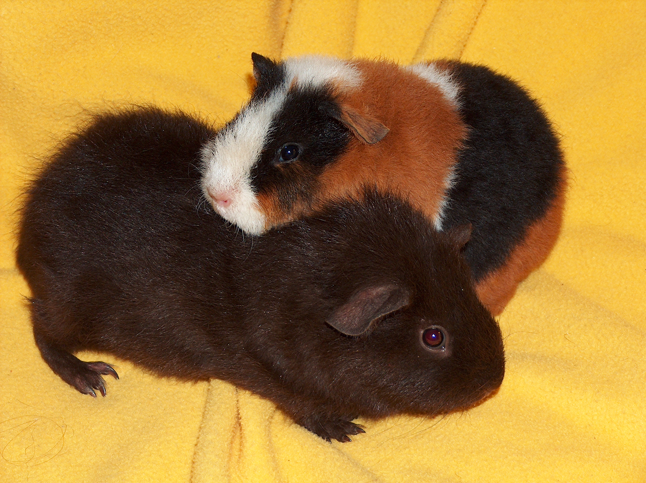 Cavia porcellus002