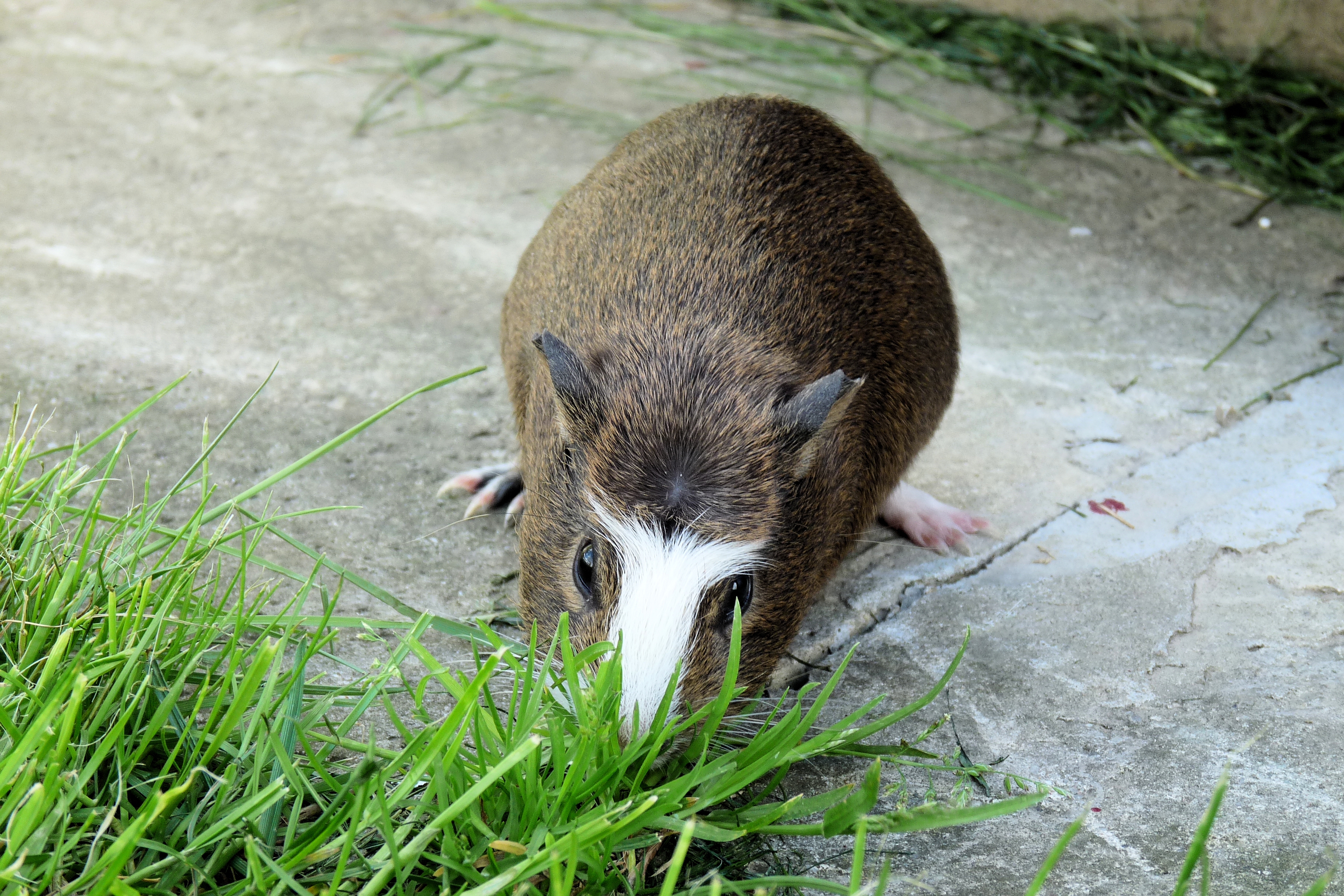 Cavia porcellus - Kroton 002