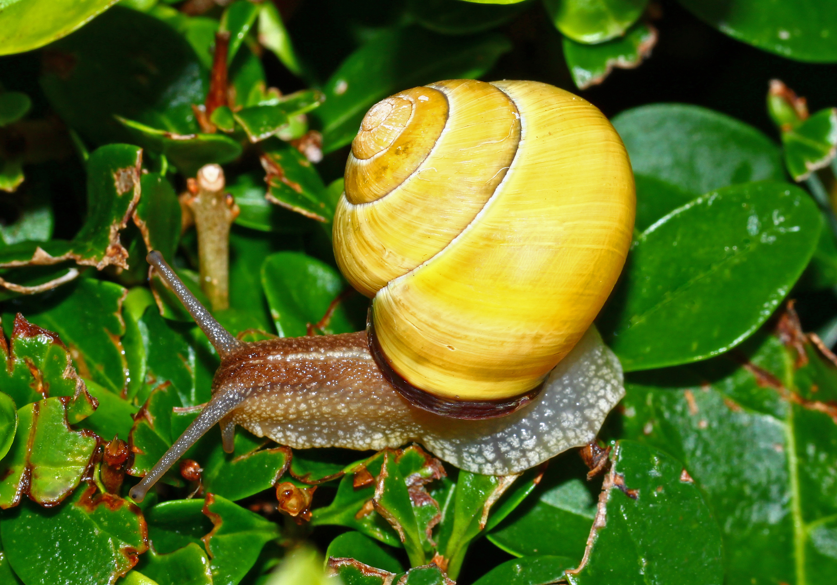 Cepaea nemoralis - Living animal - 01