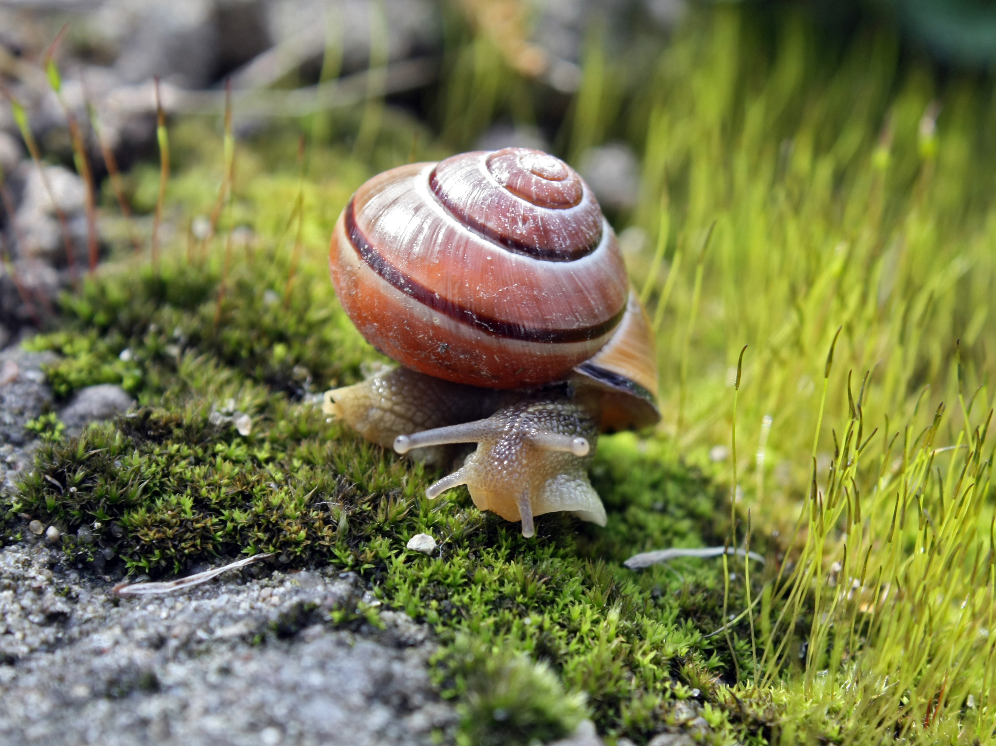 Cepaea nemoralis on moss edited