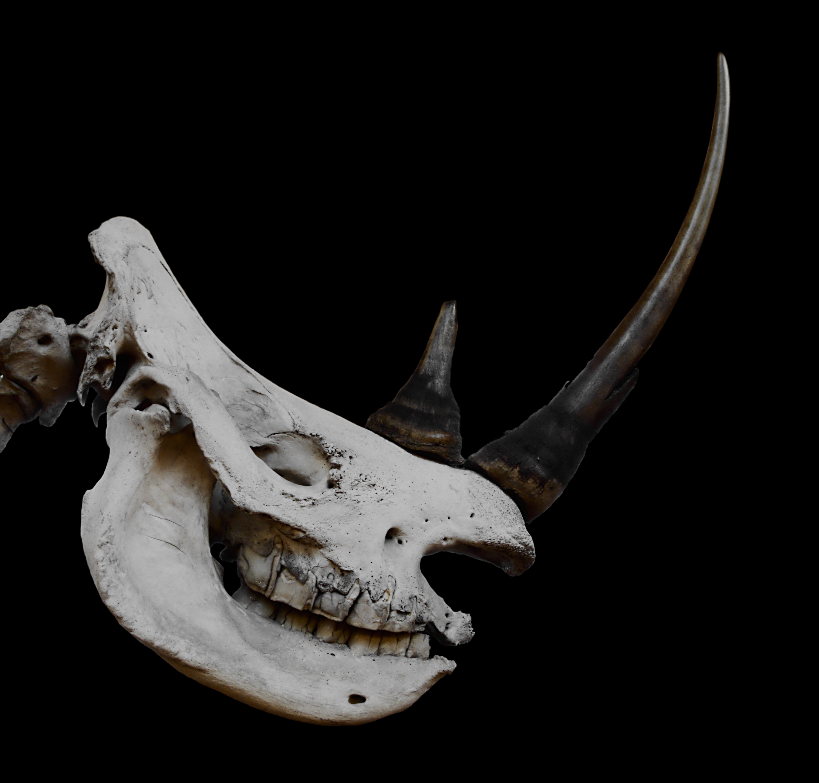 Ceratotherium simum white Rhinoceros blanc female MNHN