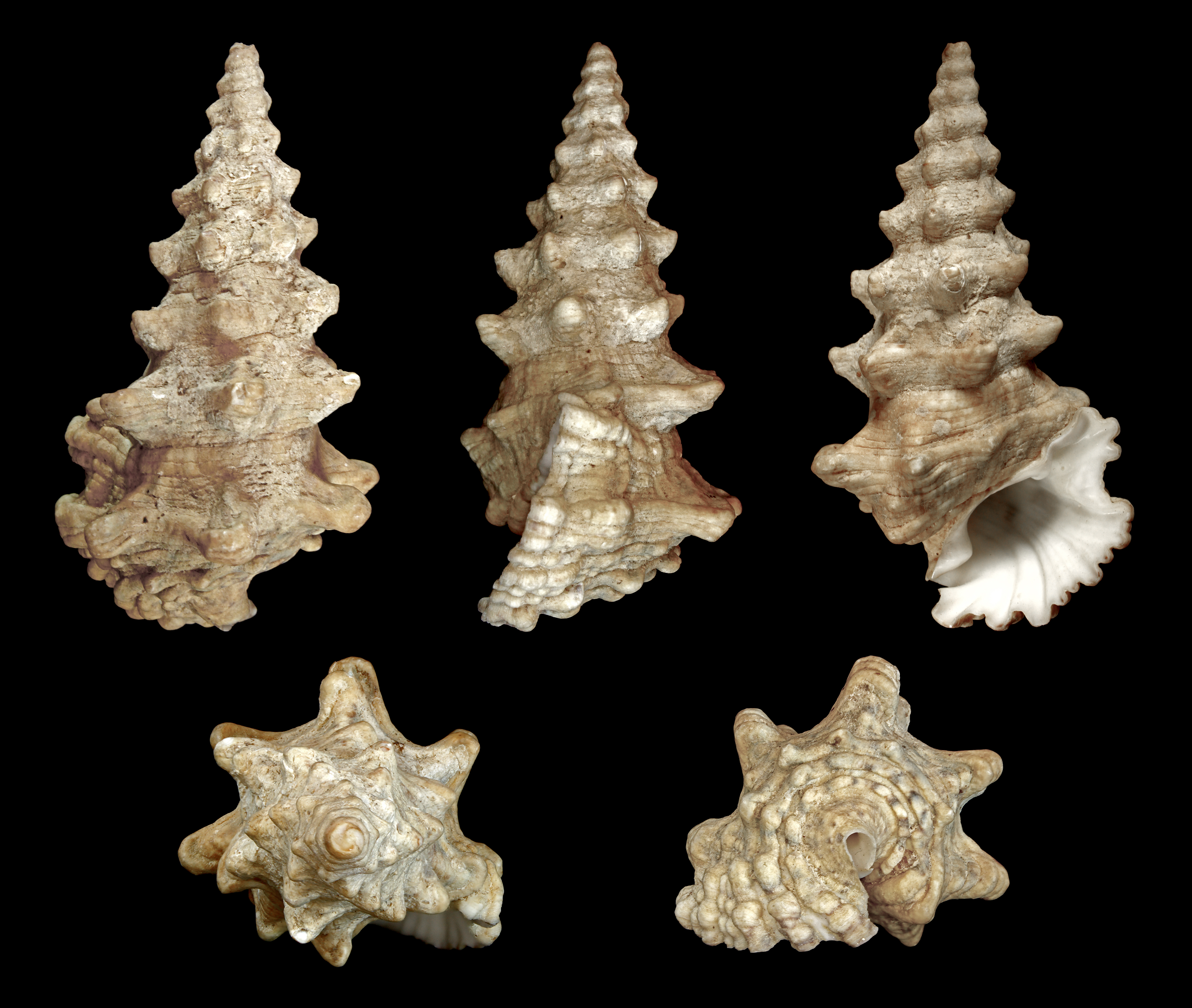 Cerithium nodulosum 01
