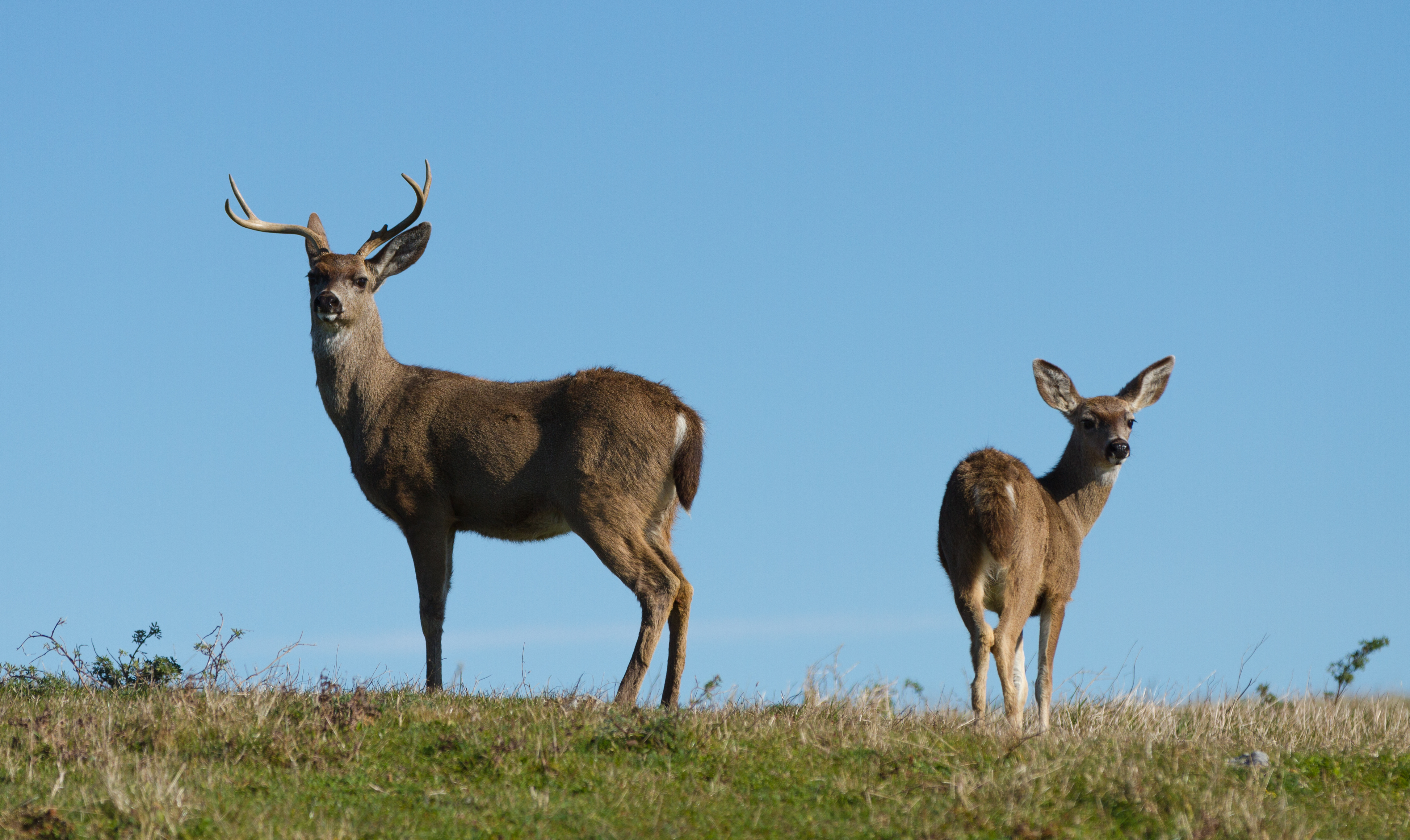 Cervus canadensis nannodes (male and female), Point Reyes National Seashore