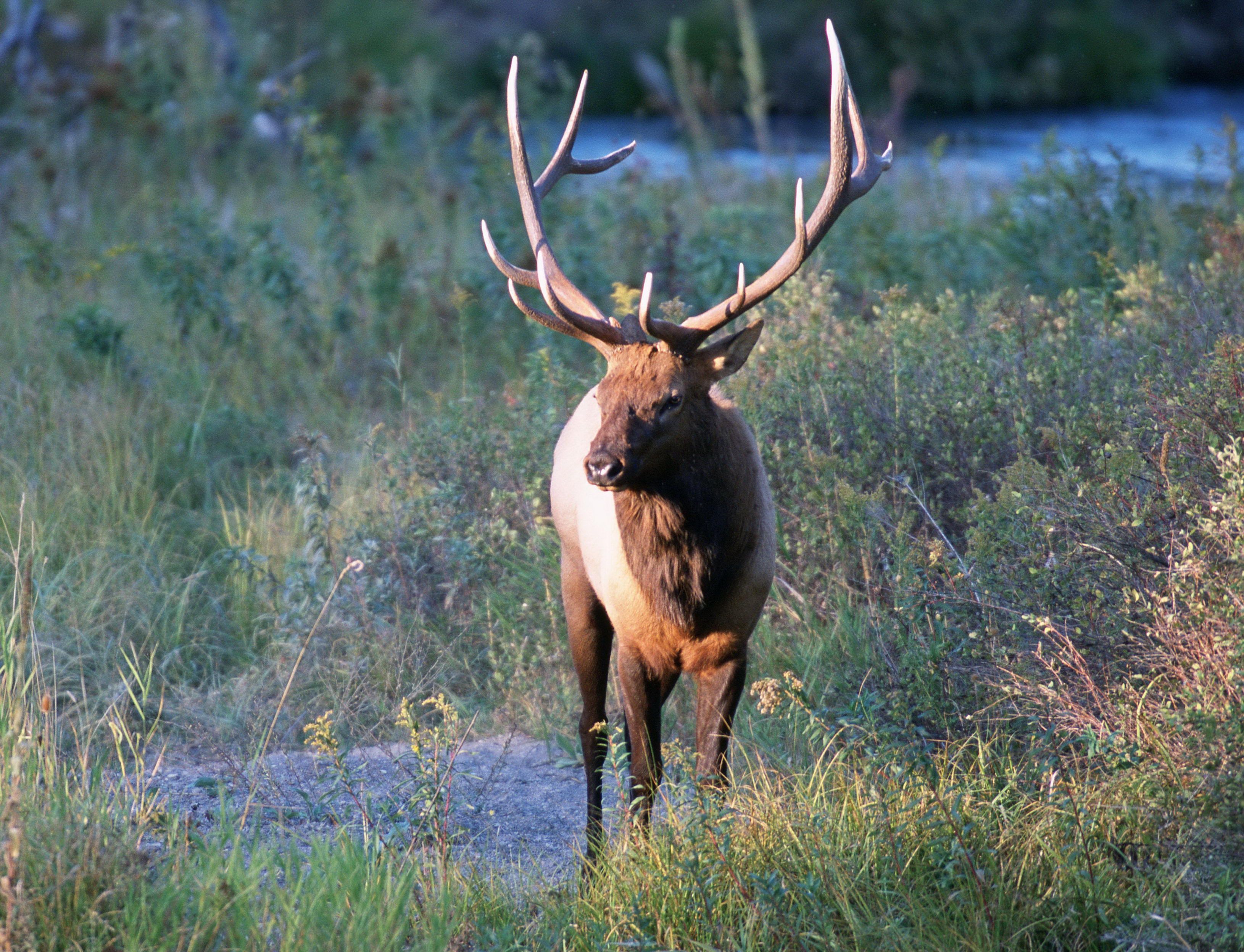 Cervus canadensis USFWS