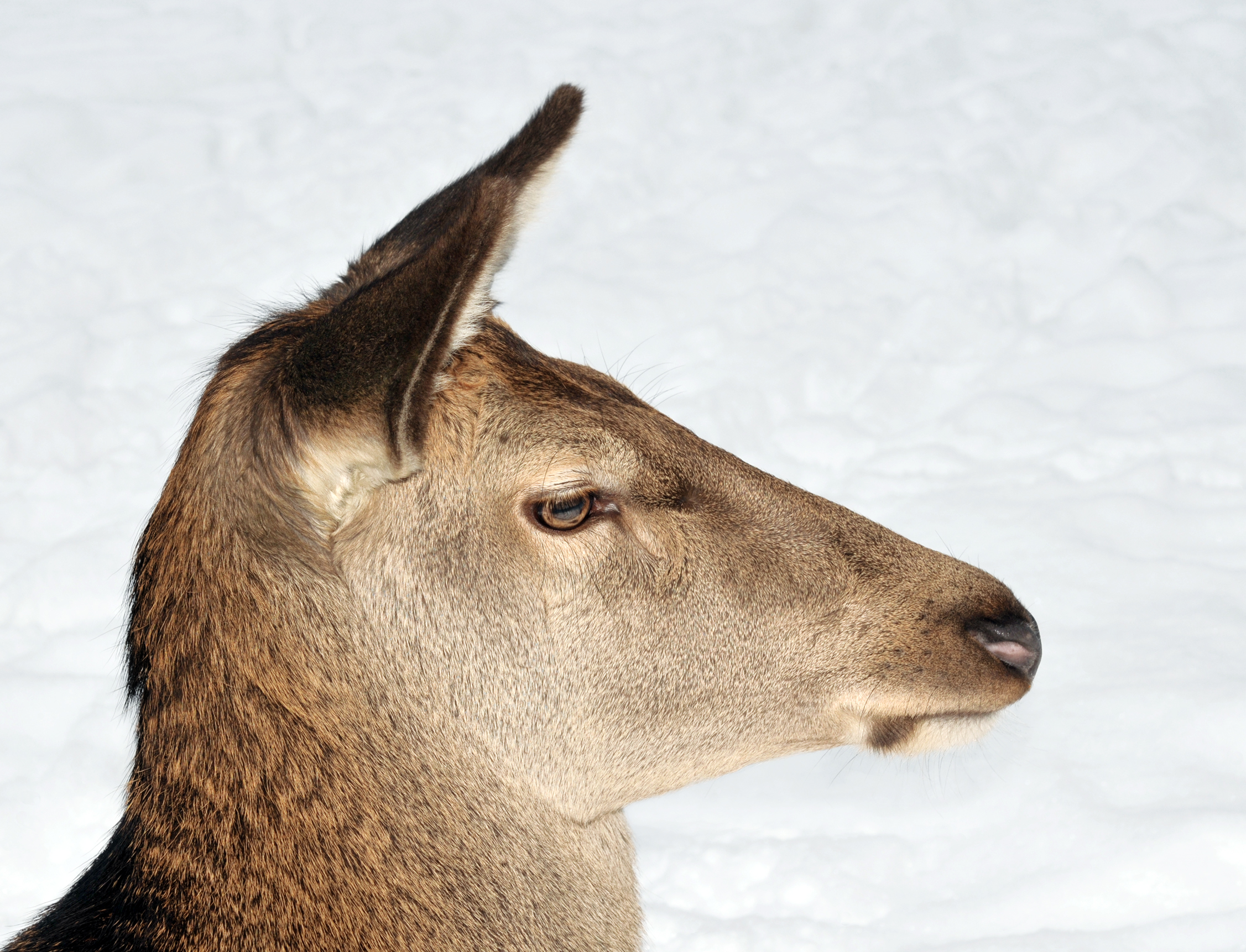 Cervus elaphus (female)