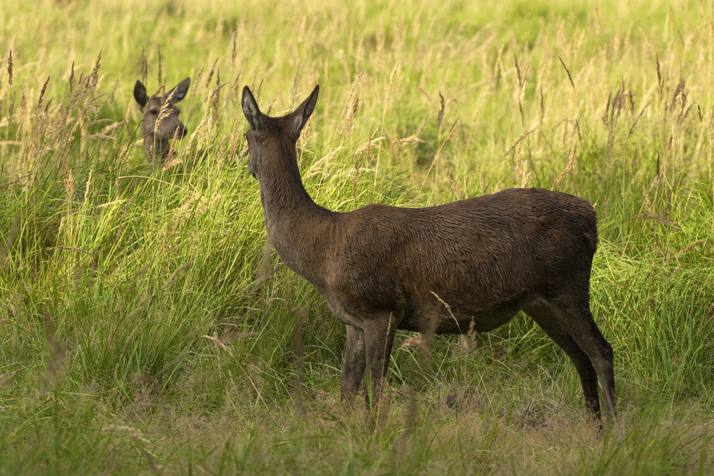 Cervus elaphus LC0265