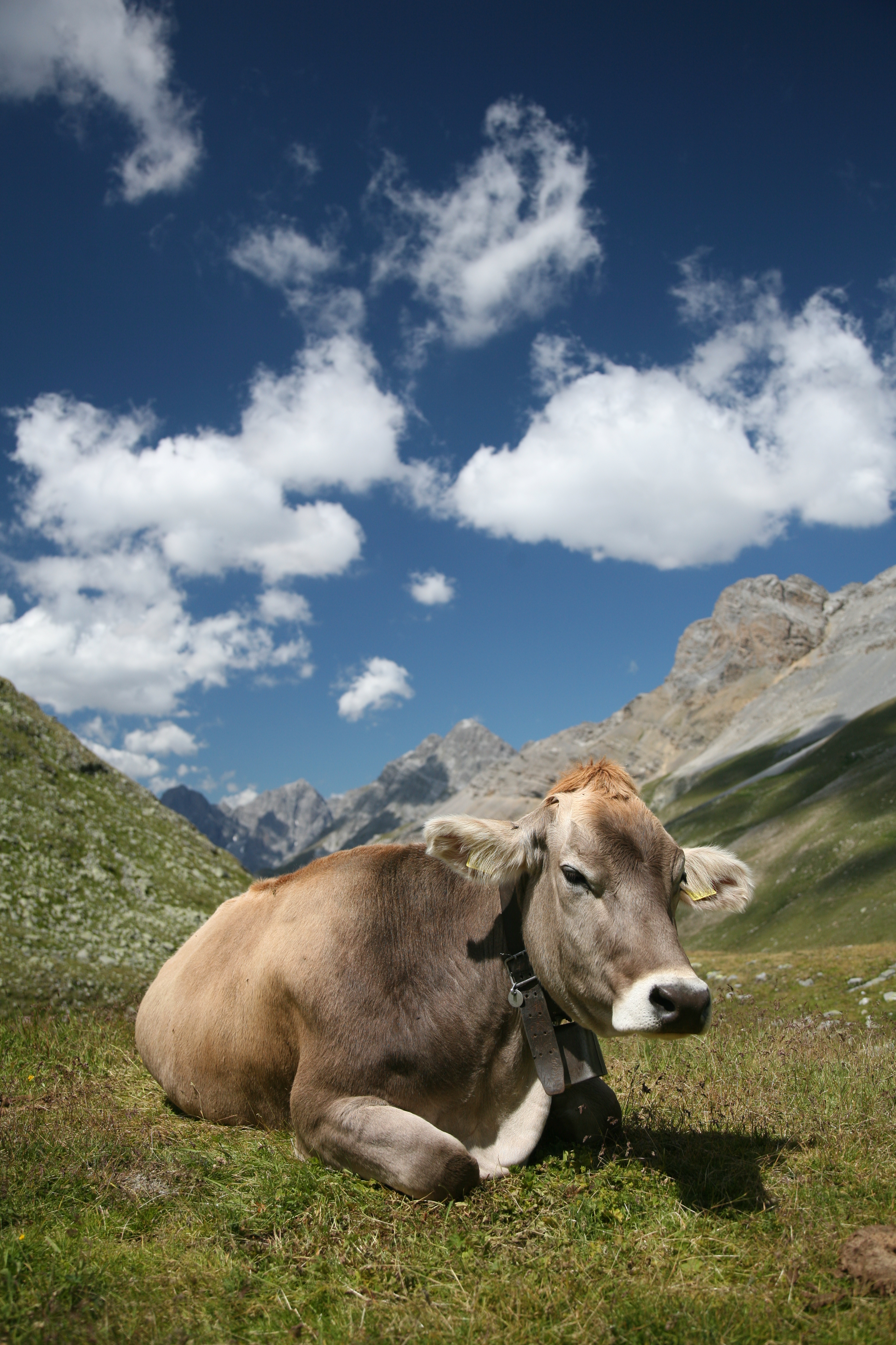 CH cow 2