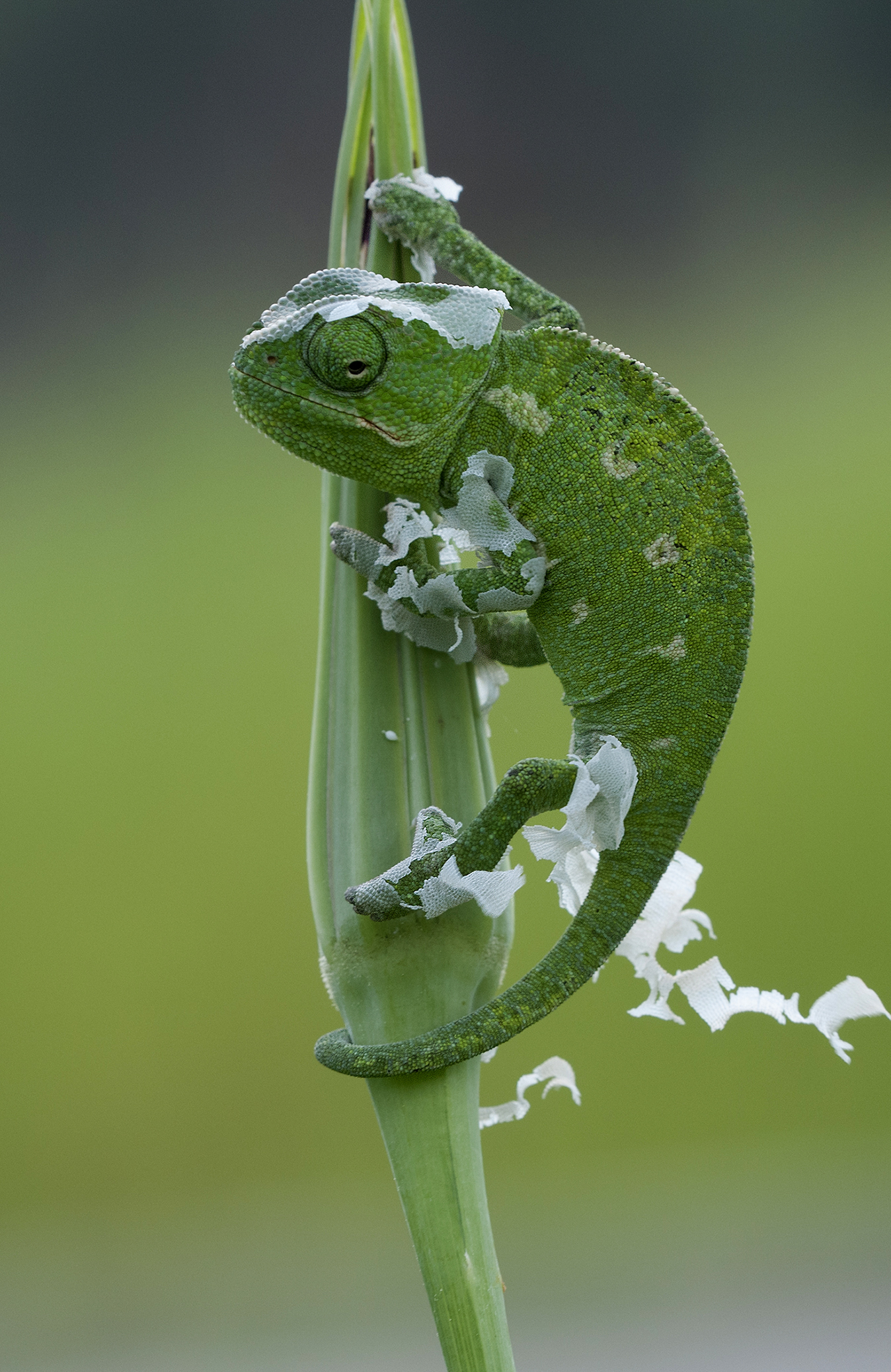 Chamaeleo chamaeleon - Common Chameleon - Bukalemun