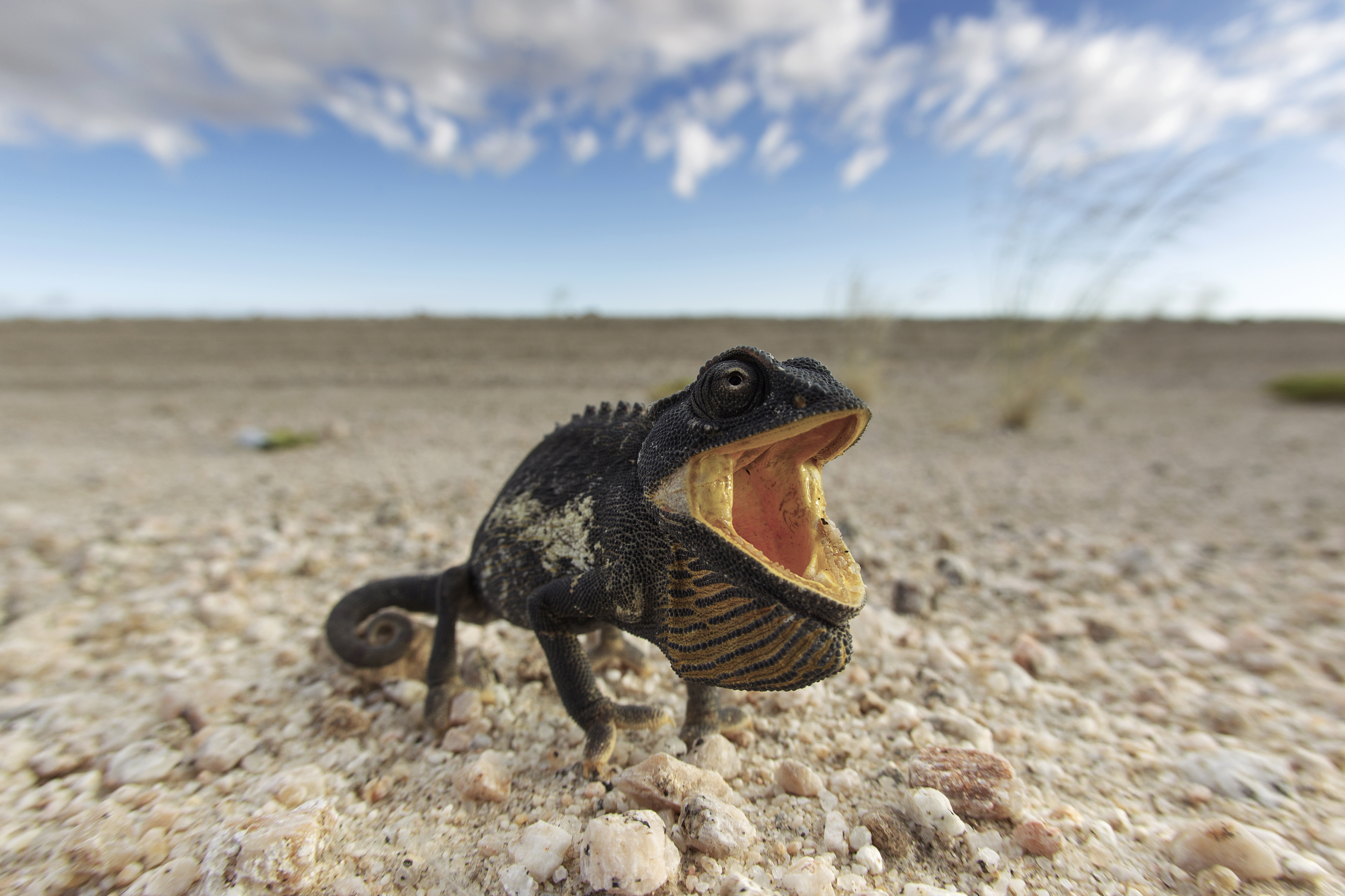 Chamaeleo namaquensis (Namib-Naukluft, 2011)