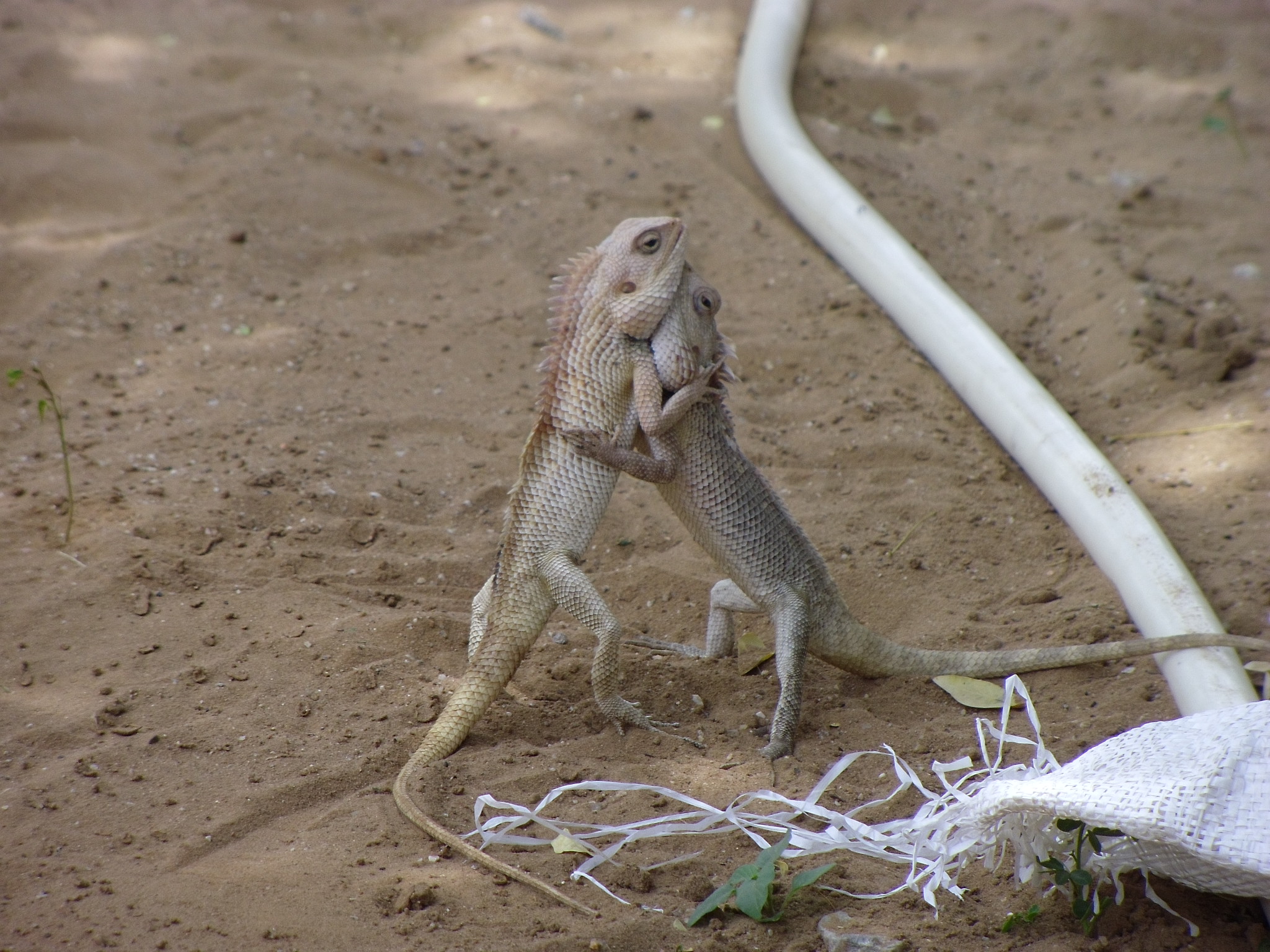 Chameleon meeting