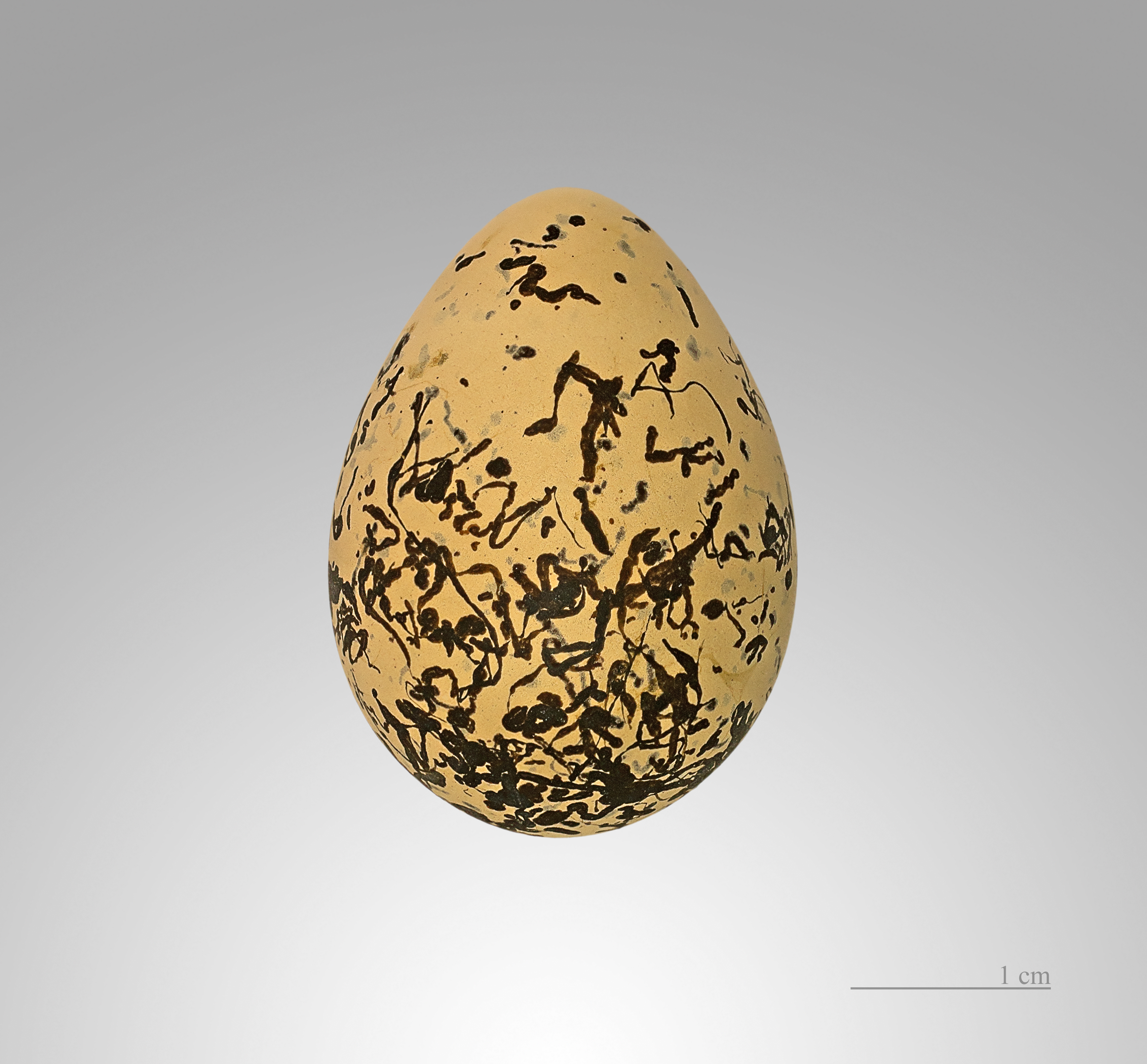 Charadrius alexandrinus MHNT