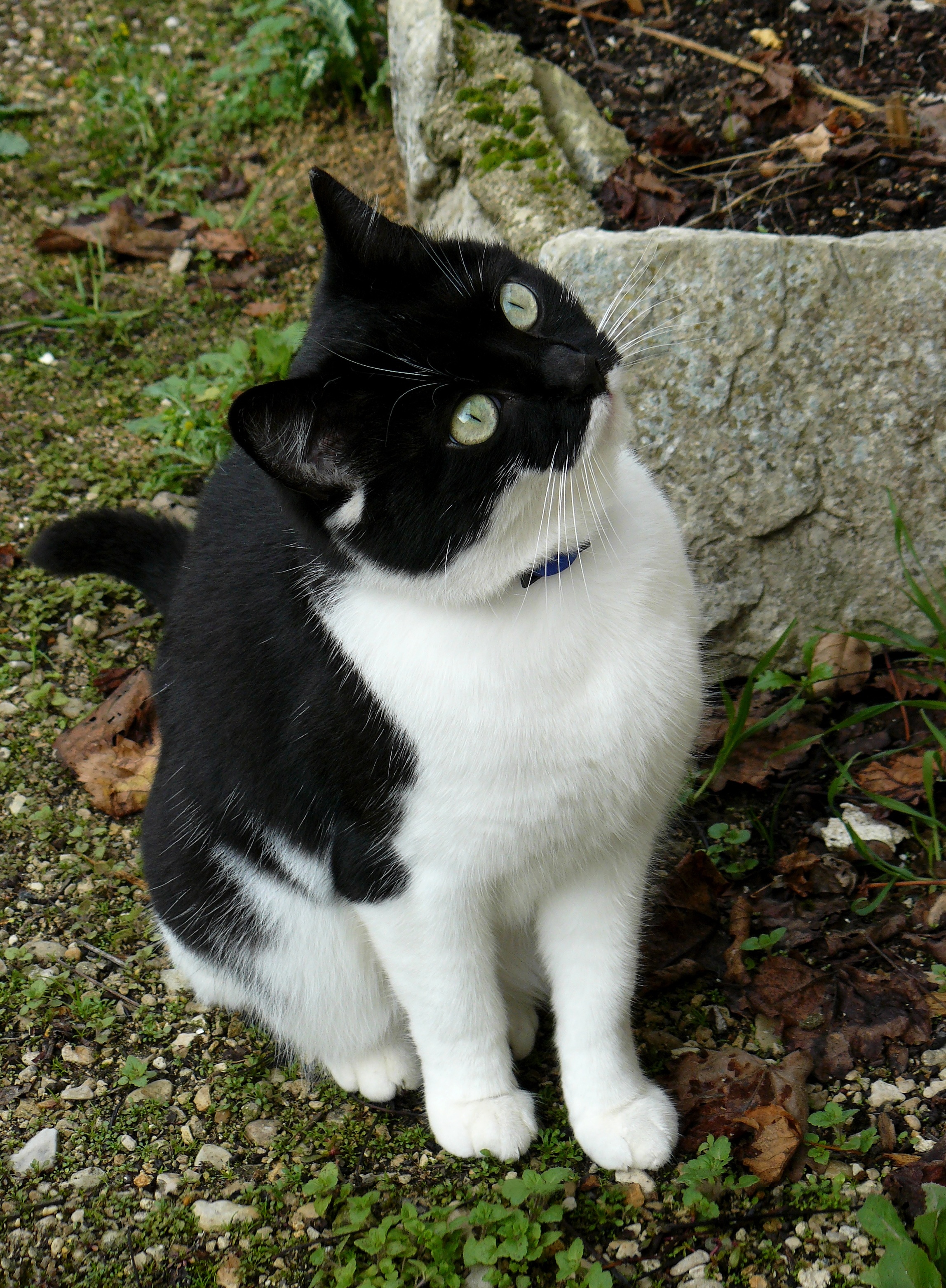 Chat 3 N et B