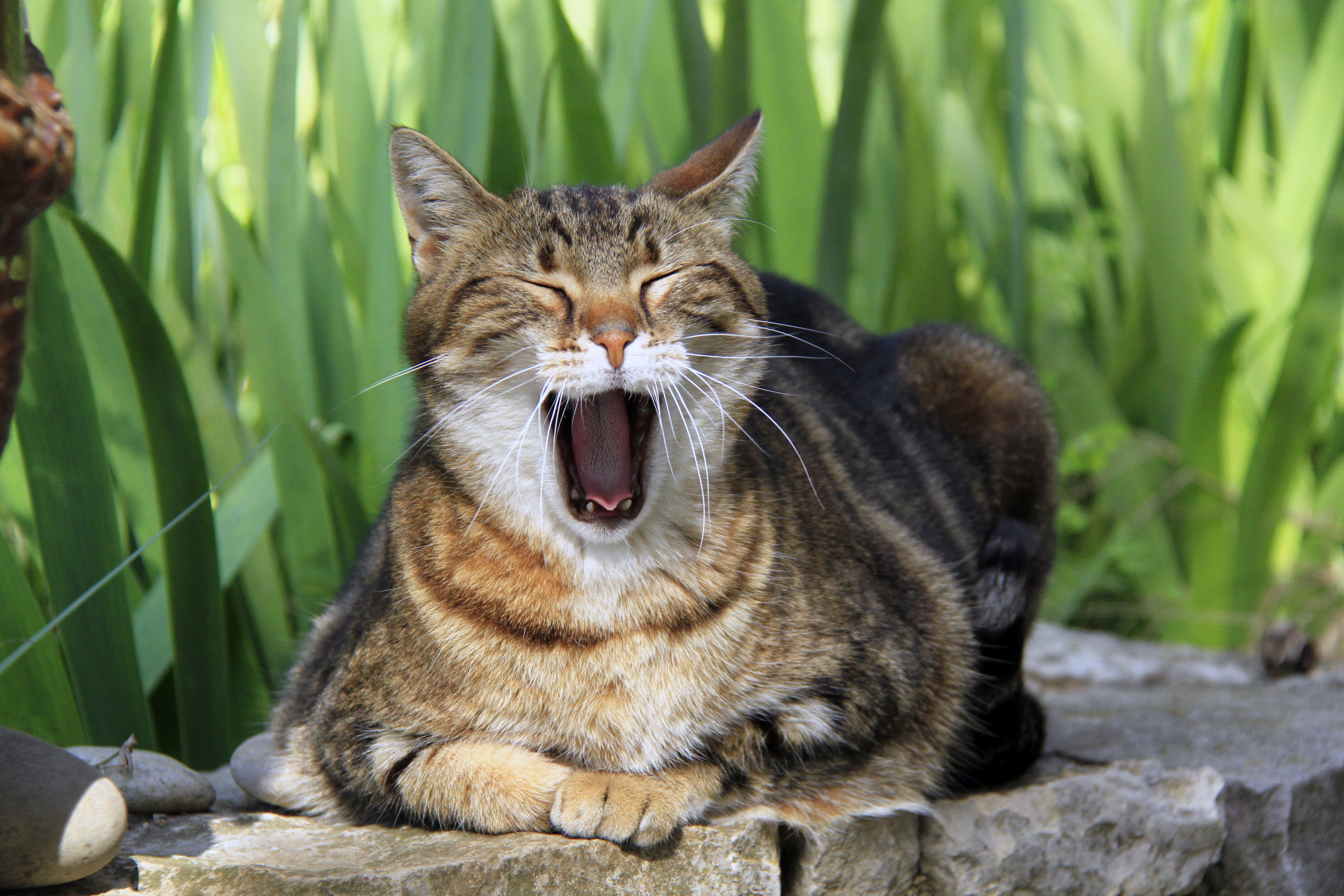 Chat domestique