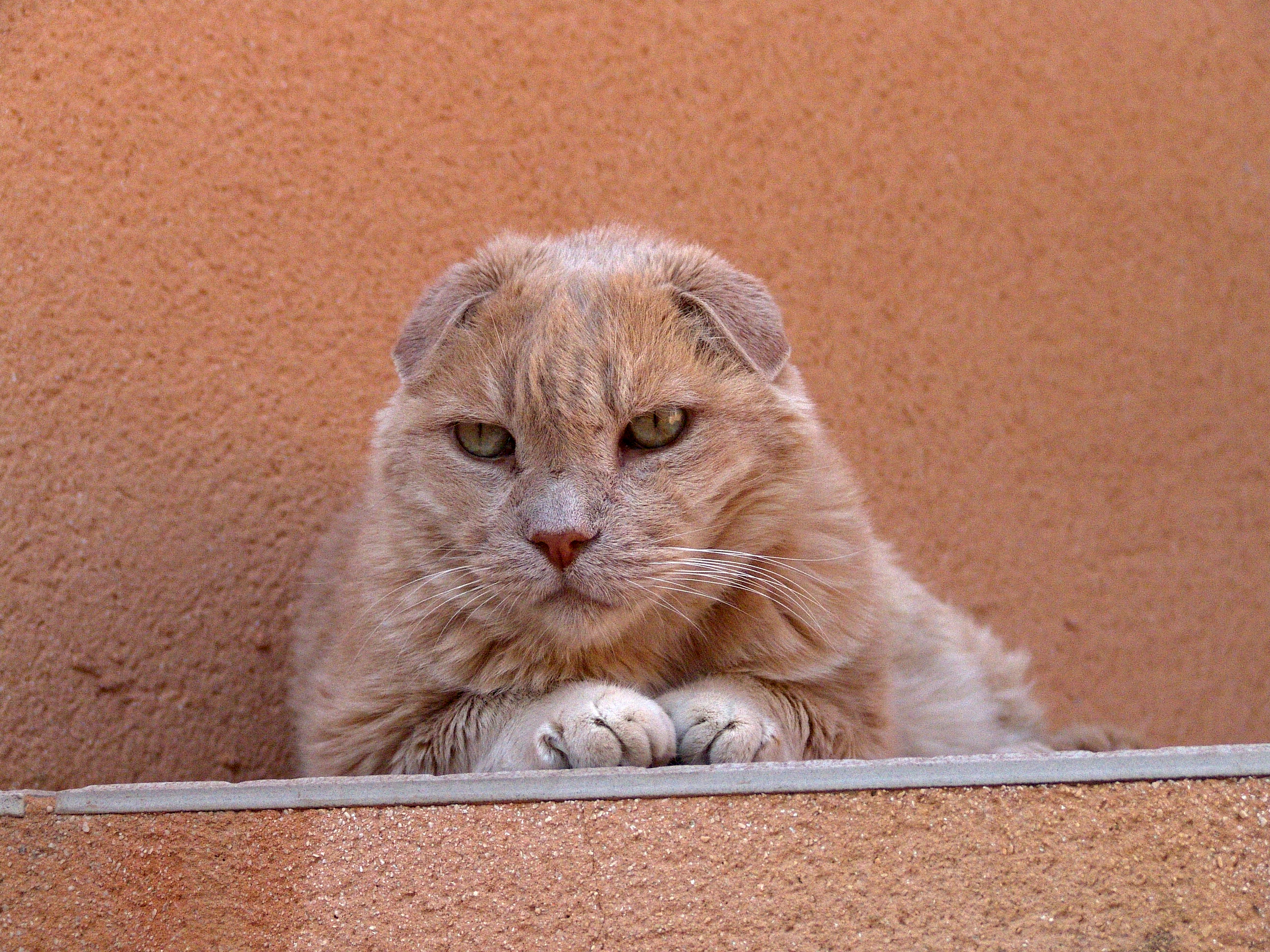 Chat rose du Gard