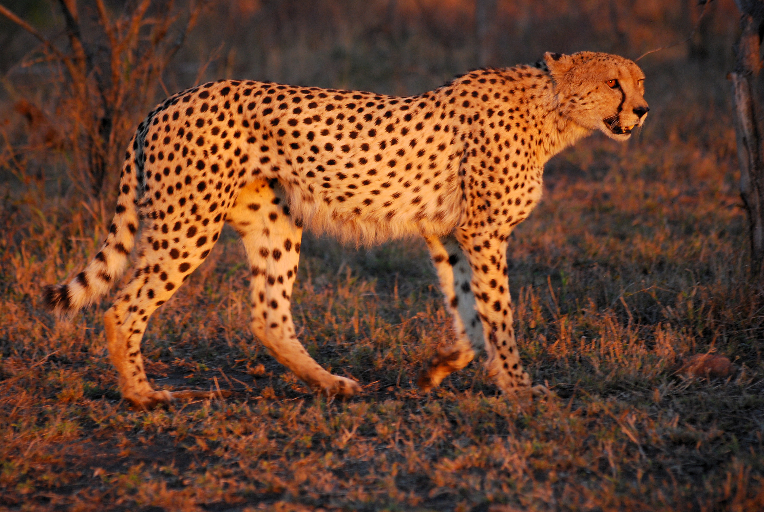 Cheetah Umfolozi SouthAfrica MWegmann