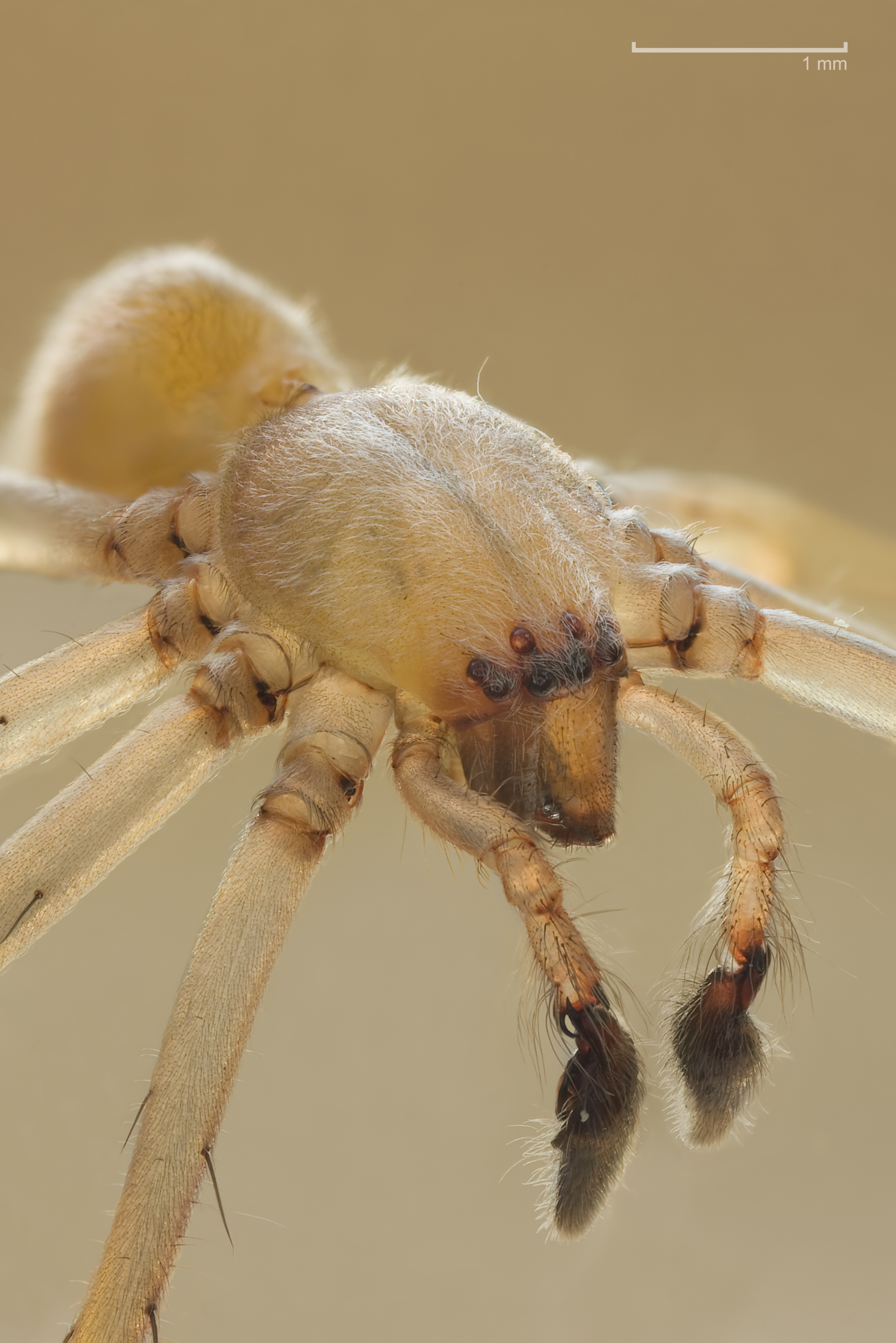 Cheiracanthium mildei male
