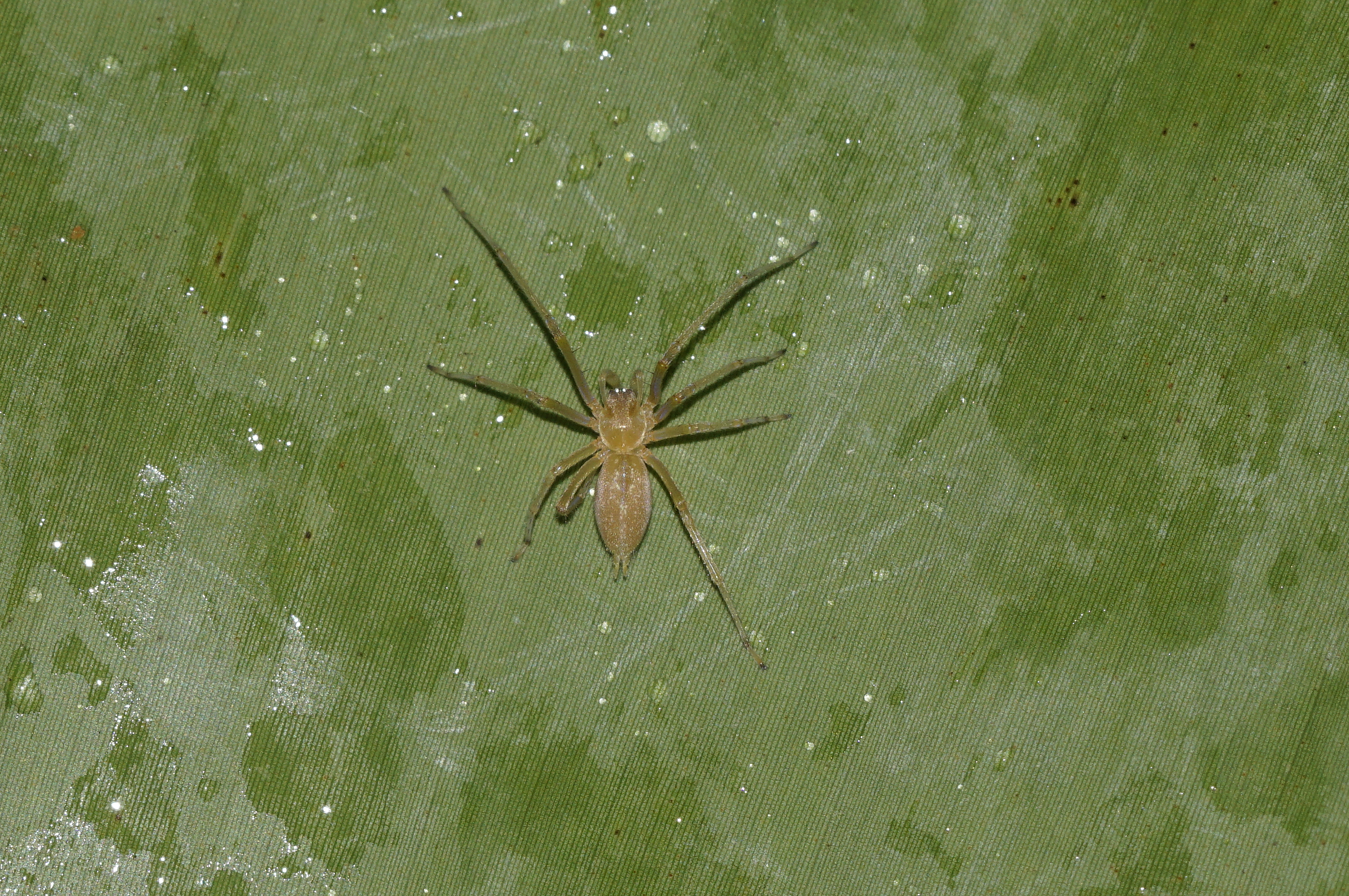 Cheiracanthium sp 7562