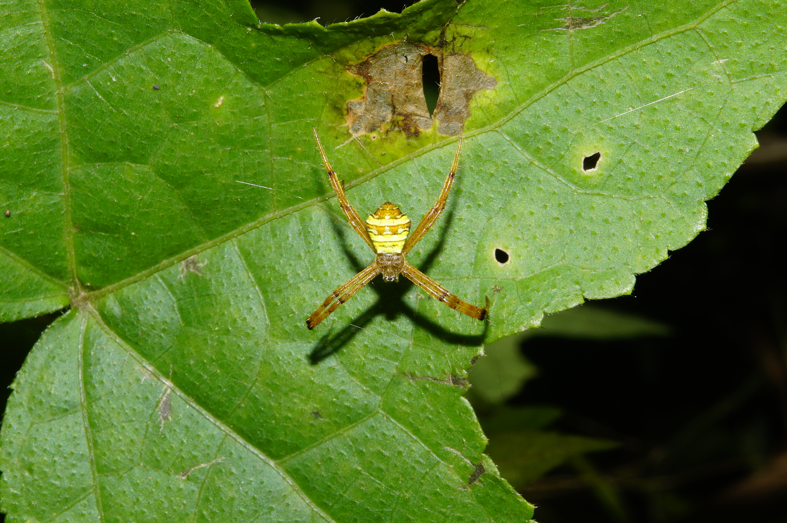 ChemancheriArgiope sp 3291
