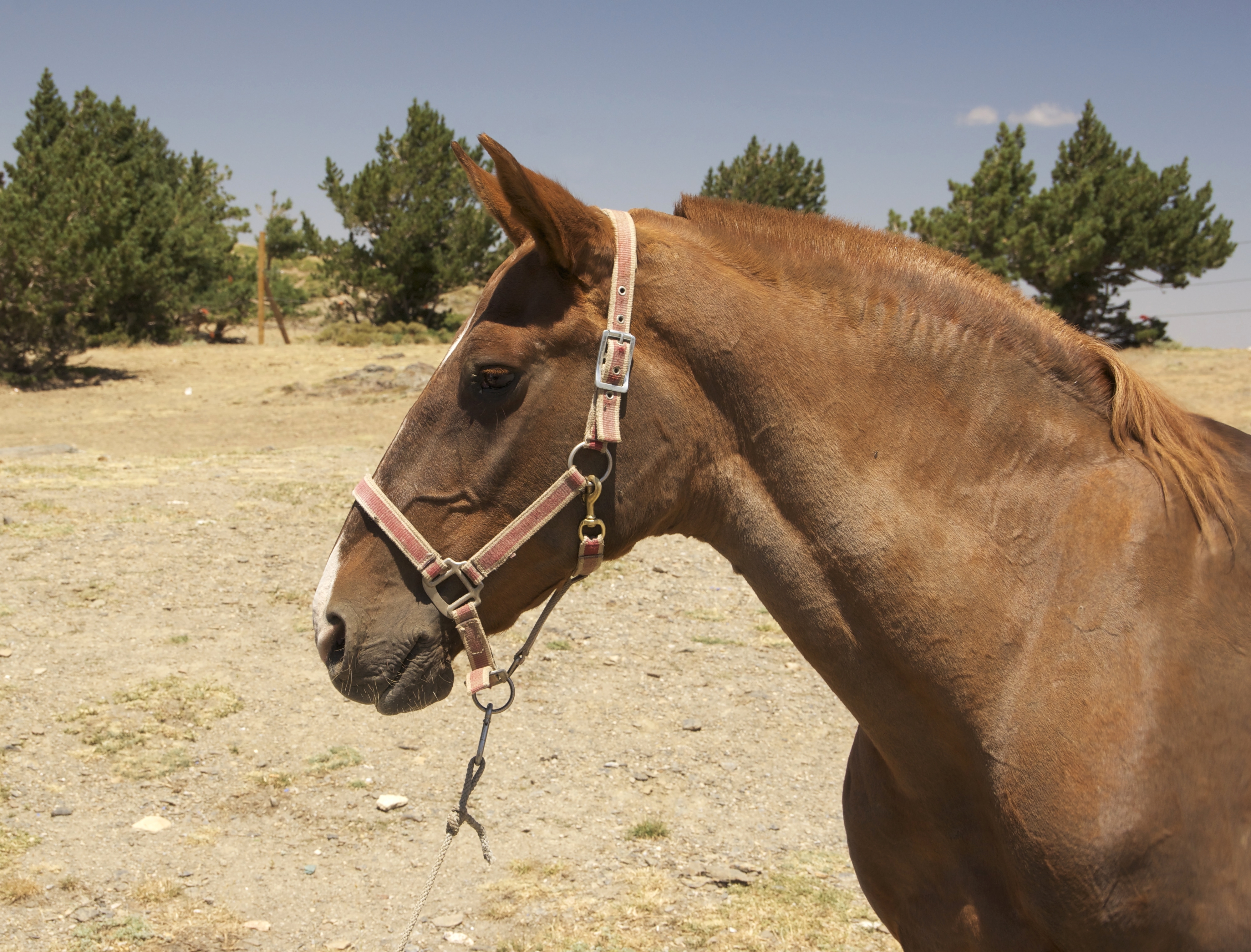 Cheval Sierra Nevada 1