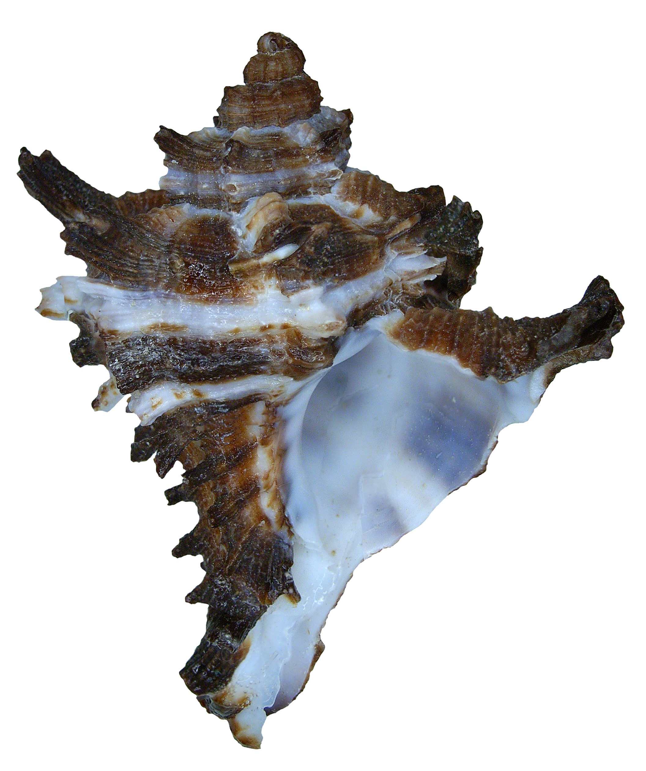 Chicoreus cichoreum (Gmelin, 1791) (3159091235)