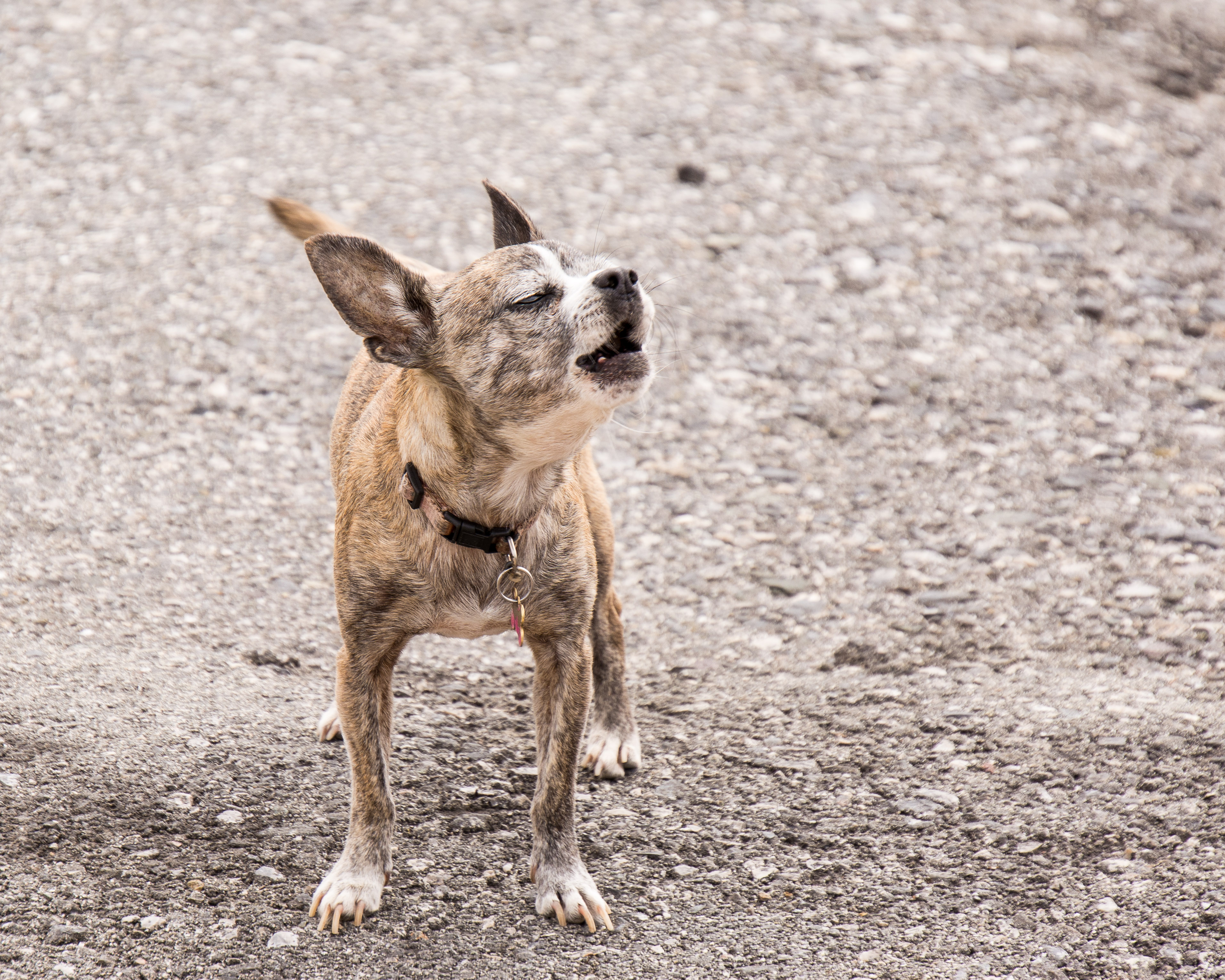 Chihuahua Guard Dog