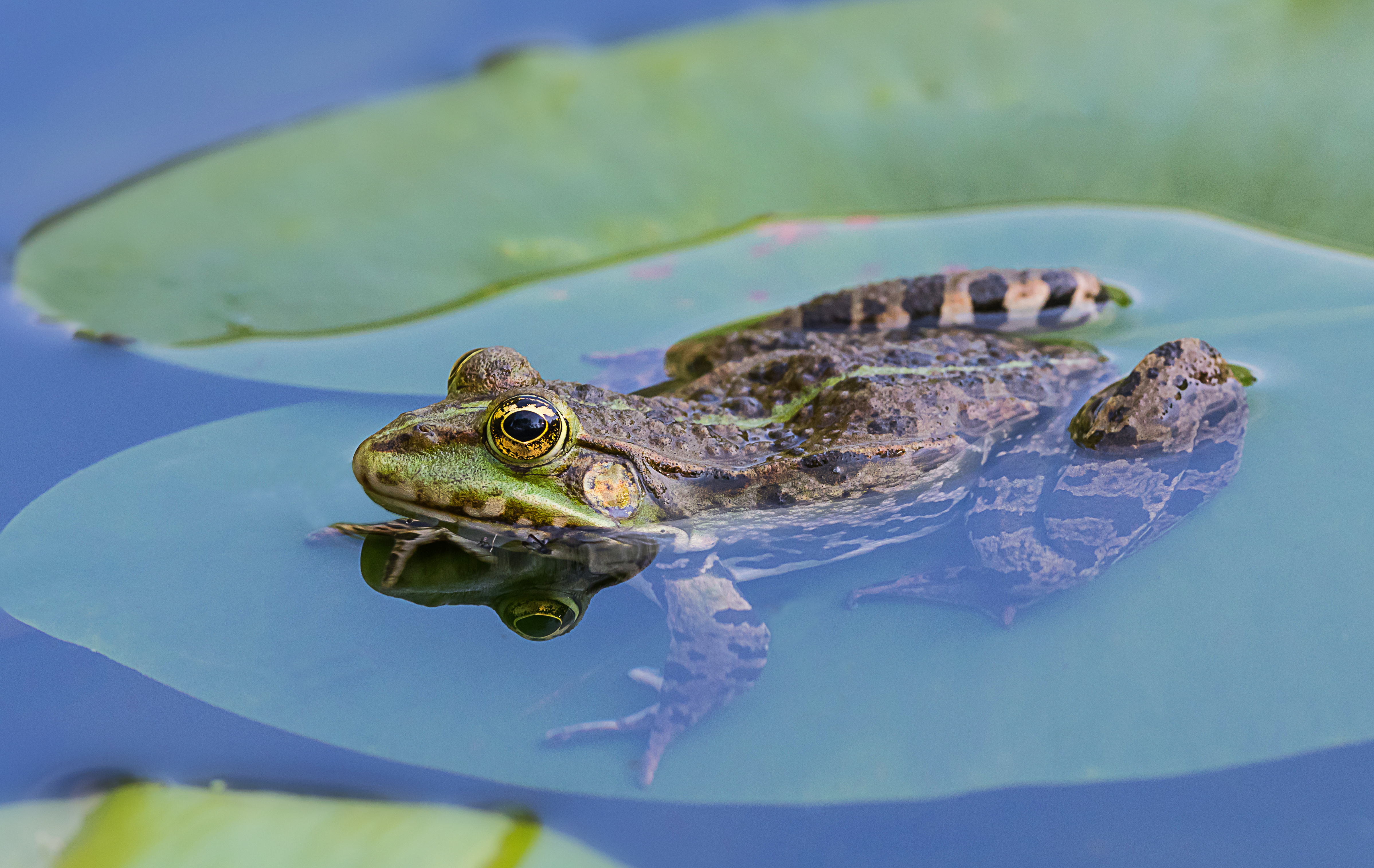 Chillfrog