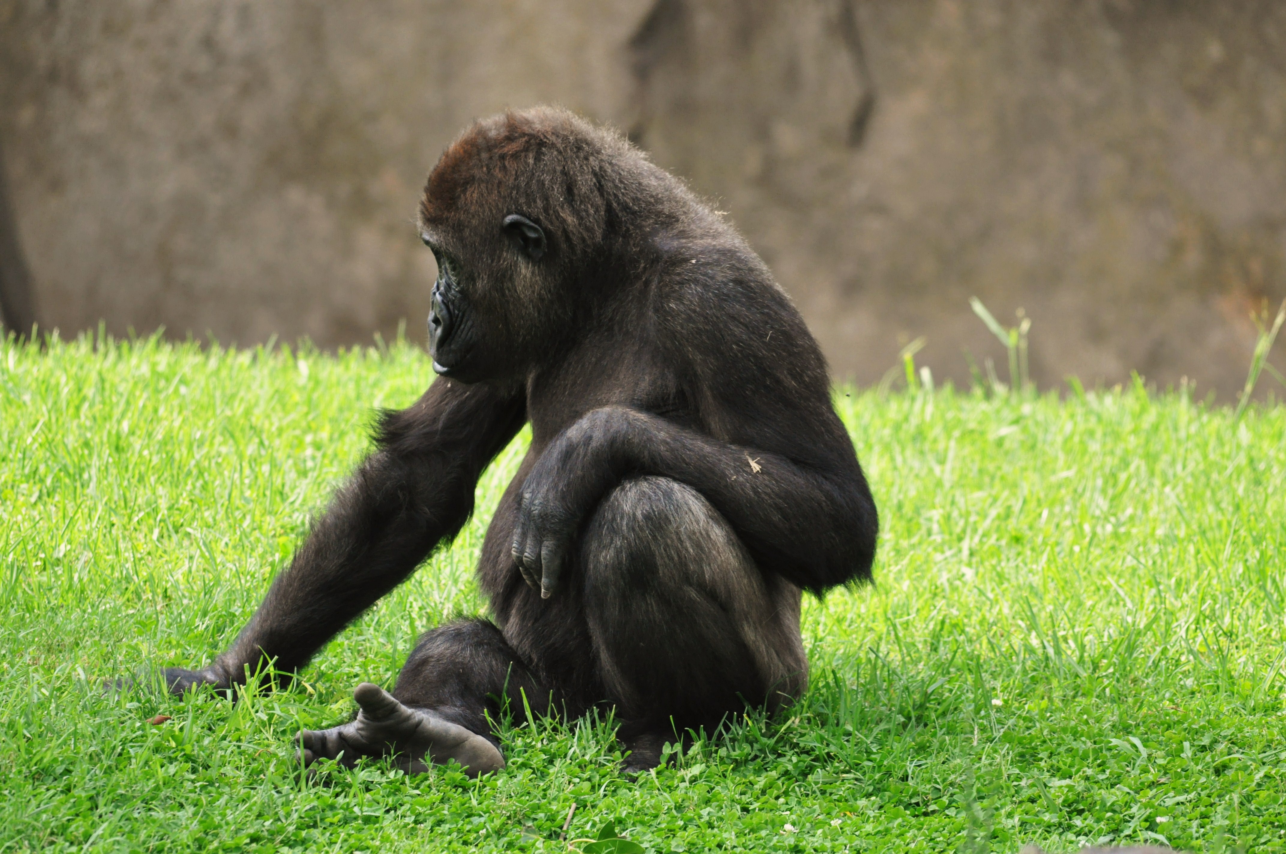 Chimpance-bioparc-valencia-2012