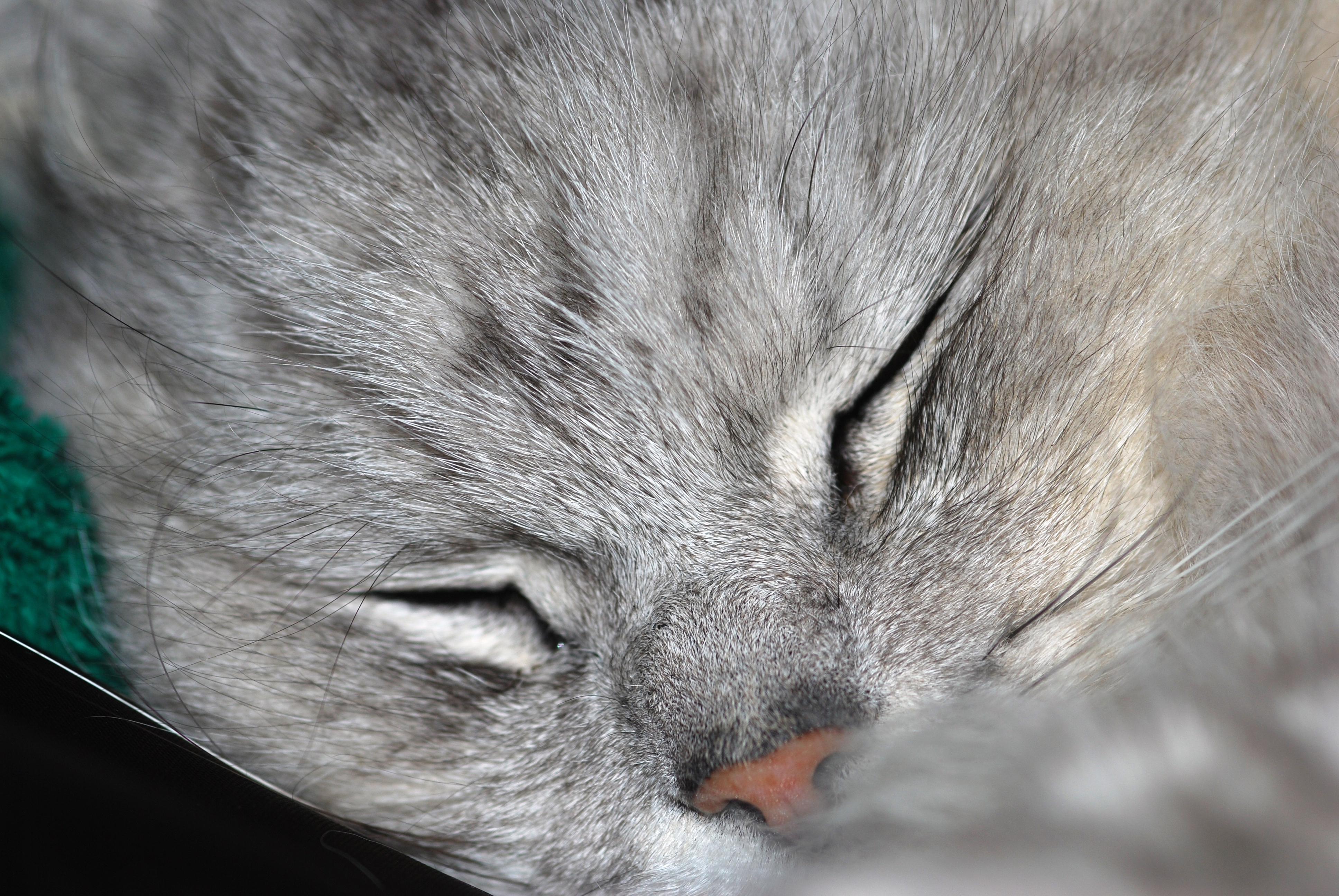Chinchilla cat (3455806207)