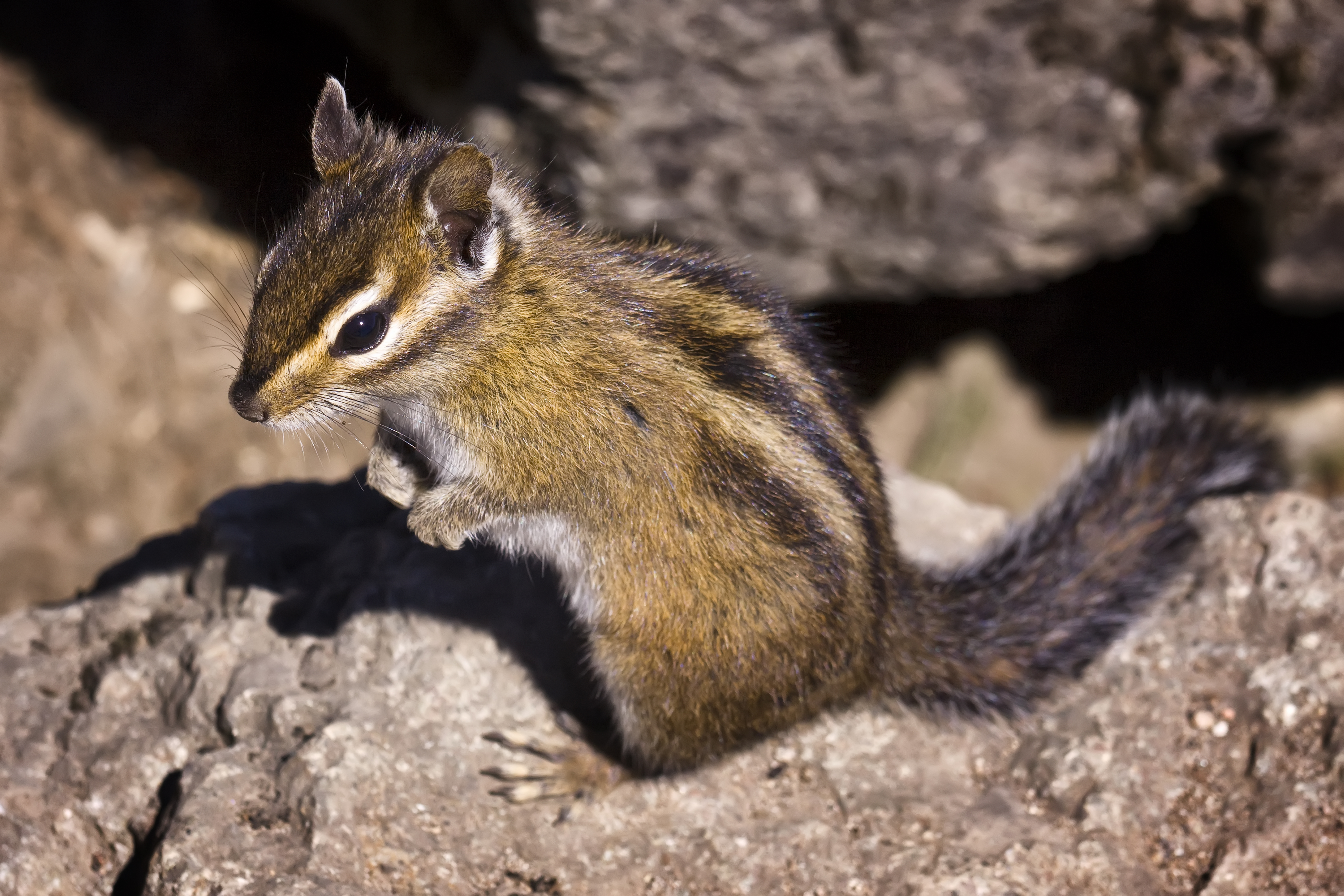 Chipmunk (by Steven Pavlov)