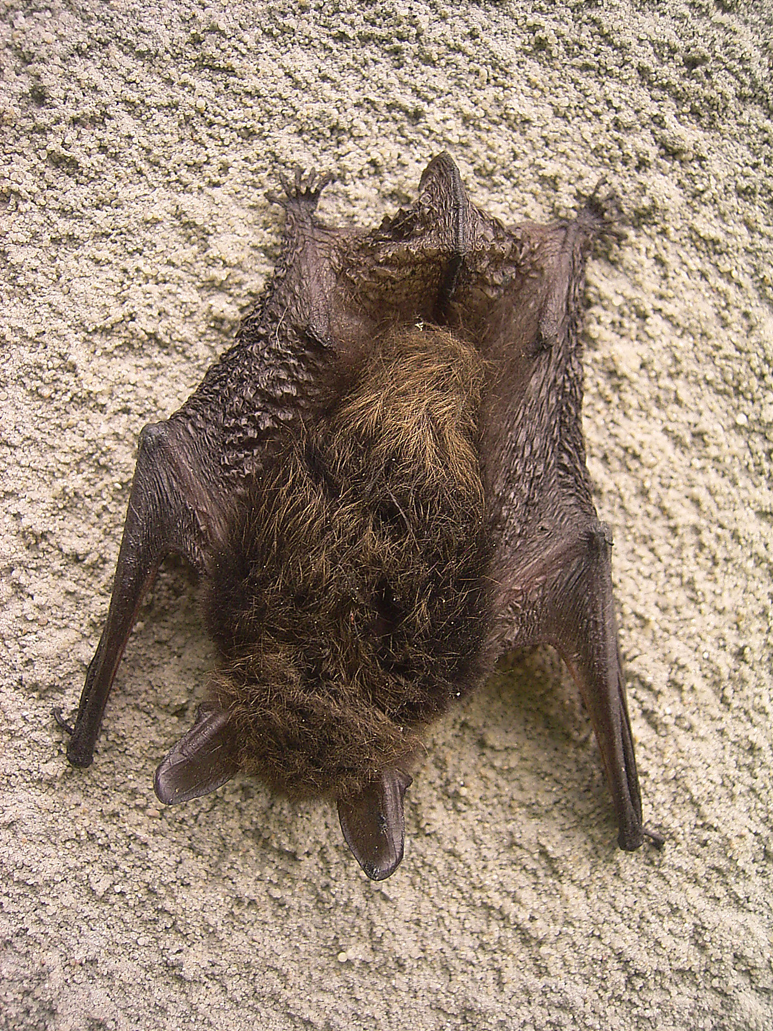 Chiroptera 001M