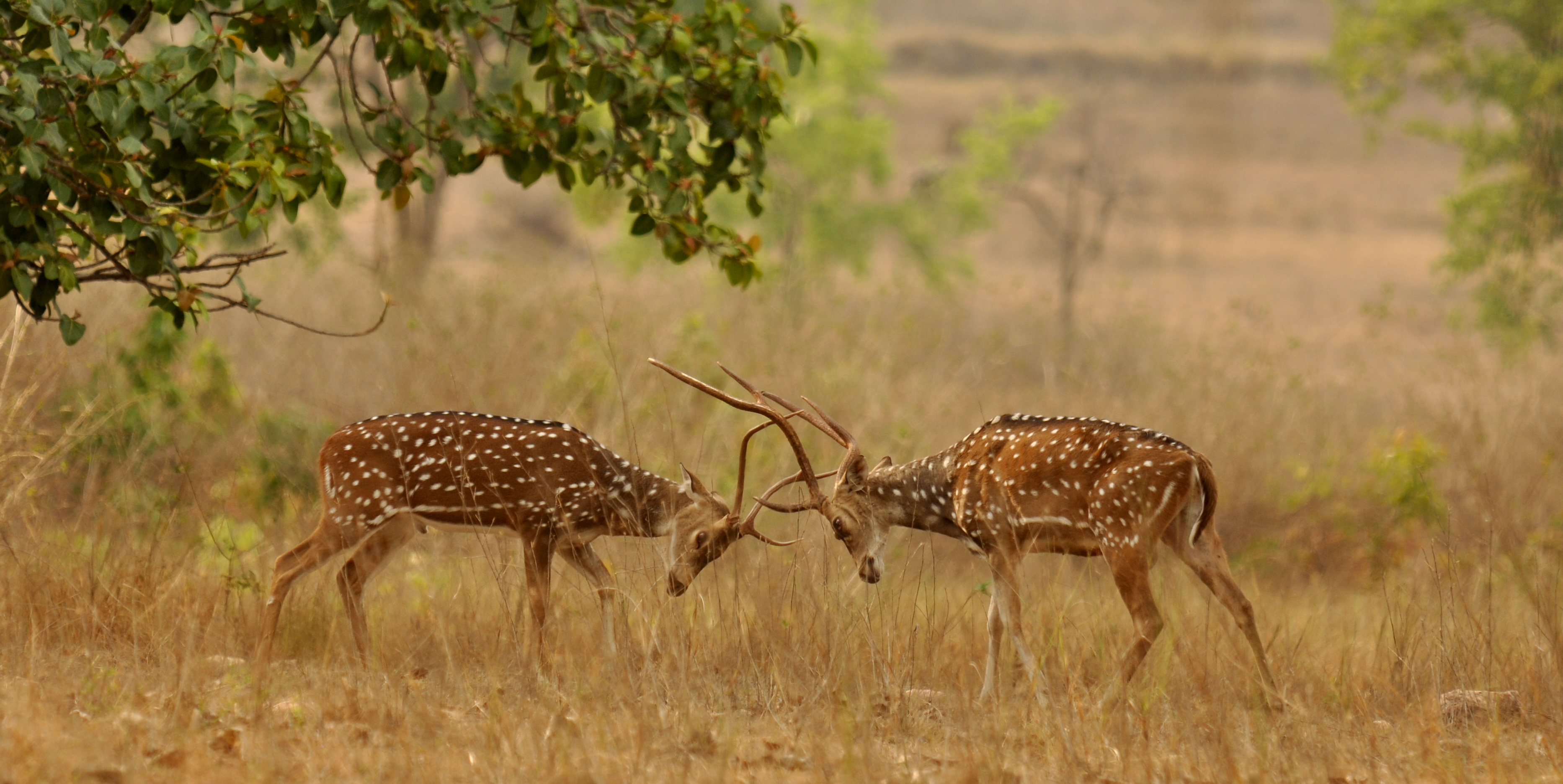 Chital sparring Kanha