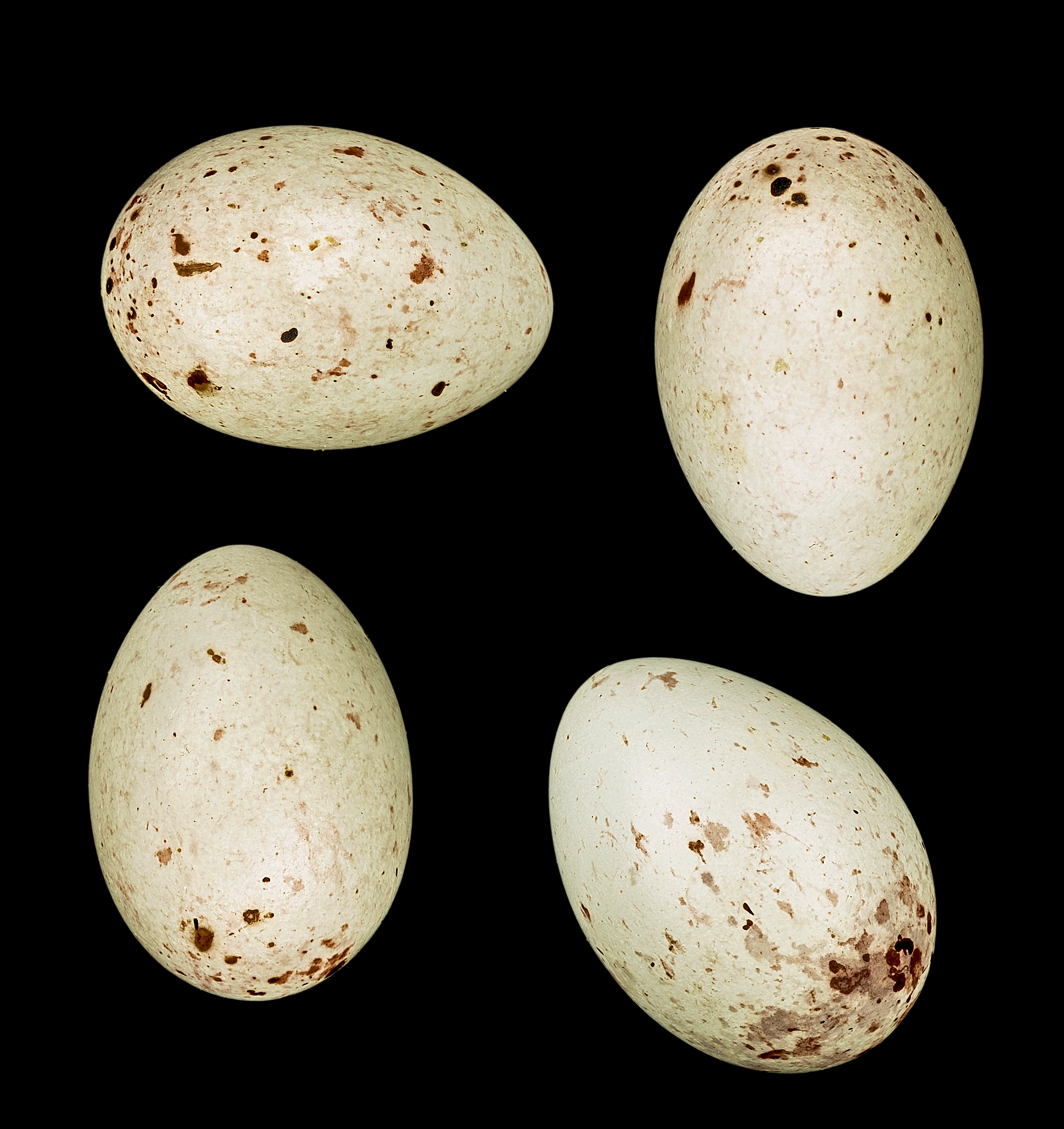 Chloris chloris chloris MHNT 223 Gouvieux