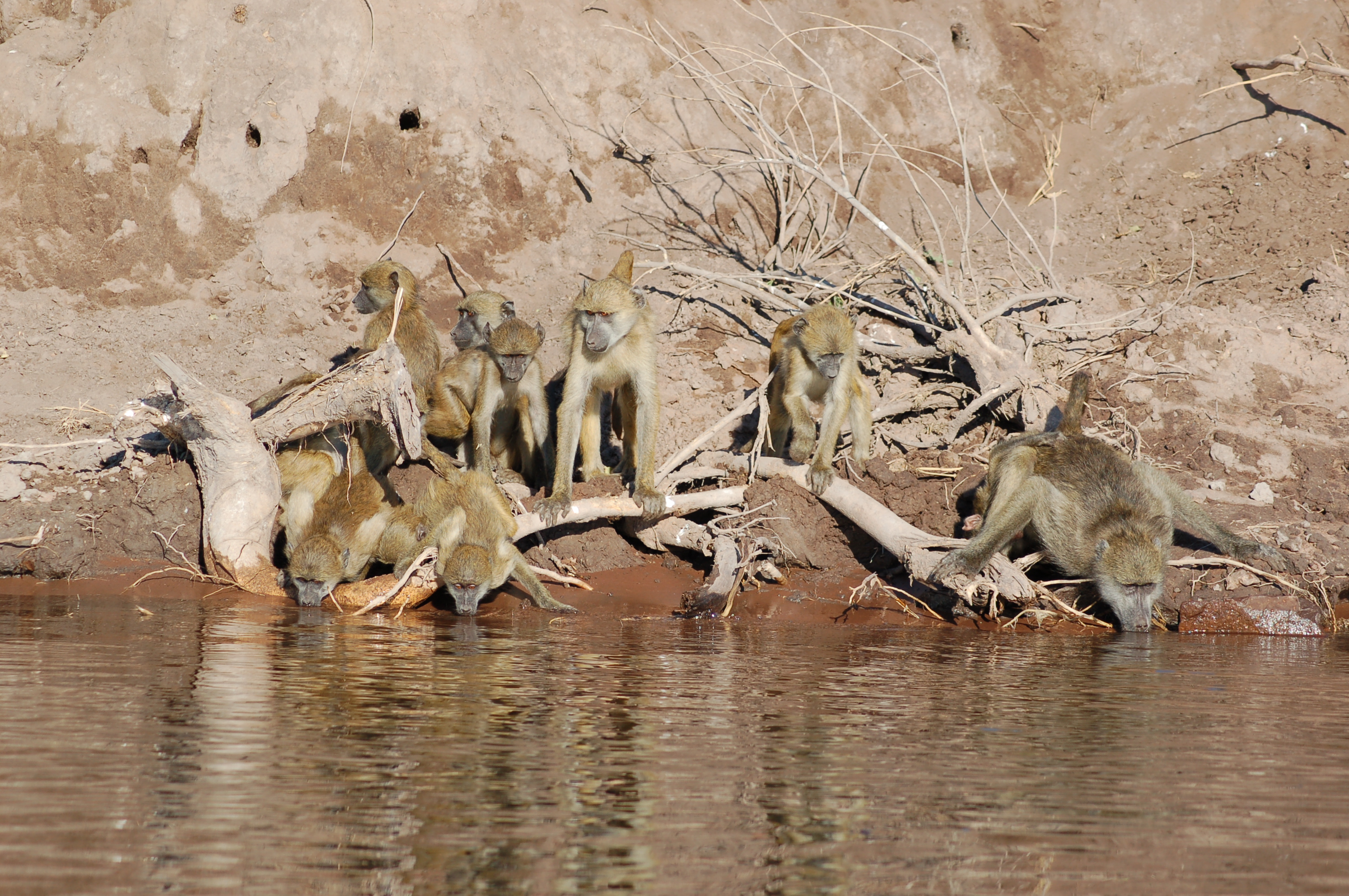 Chobe River Front, Botswana (2624642967)