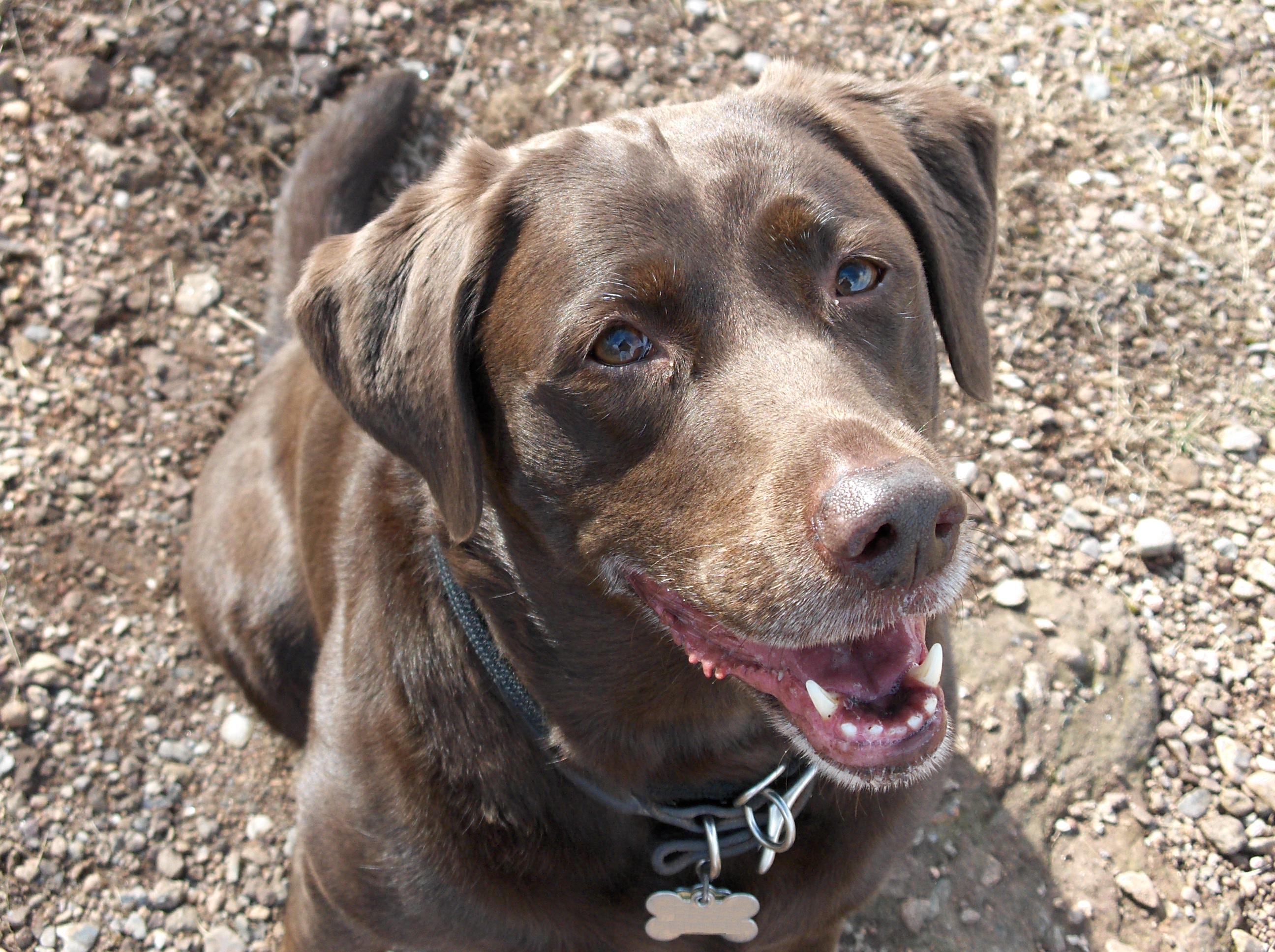 Chocolate Lab