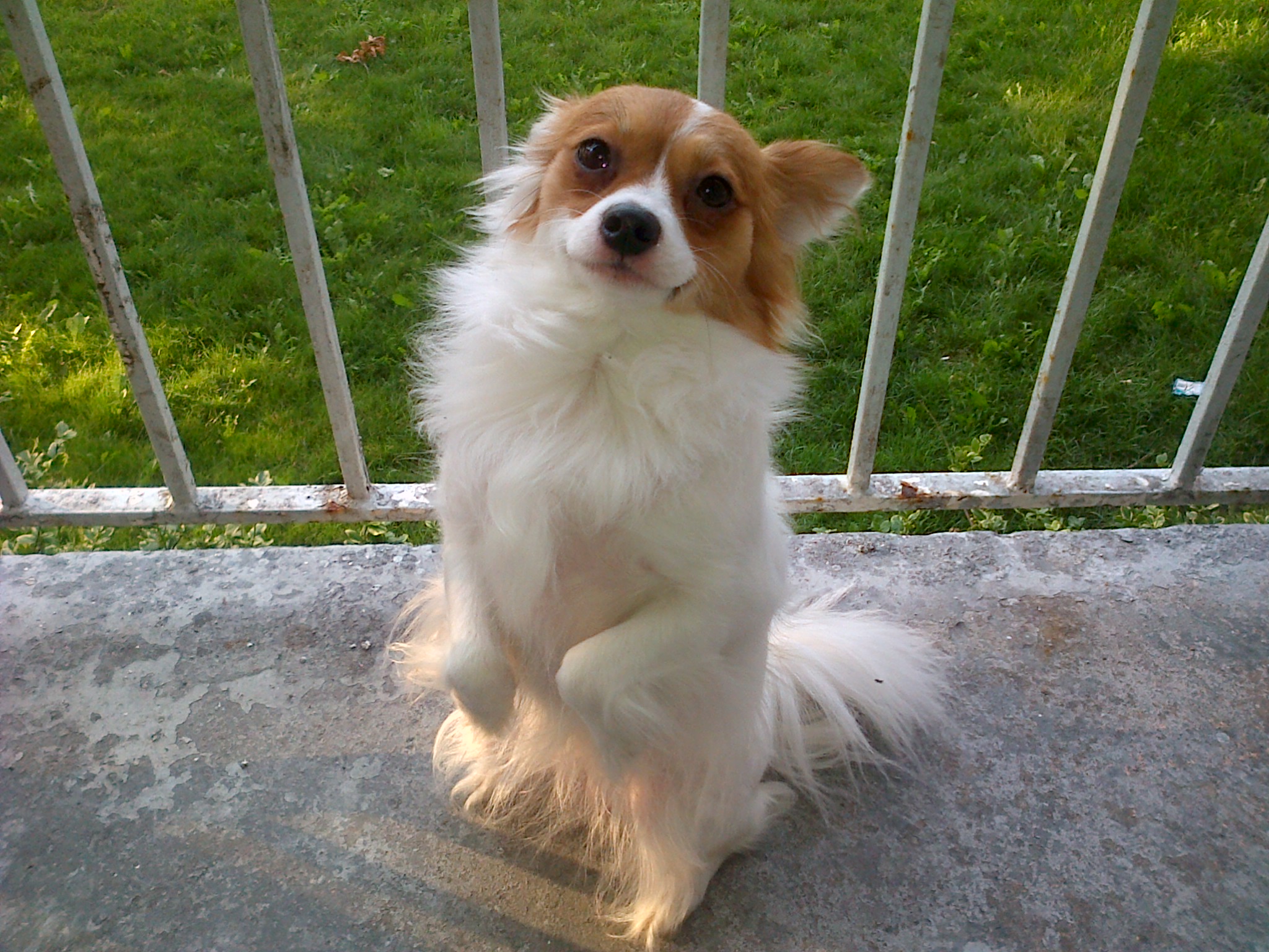 Chris4315CuteDogAngelAug812