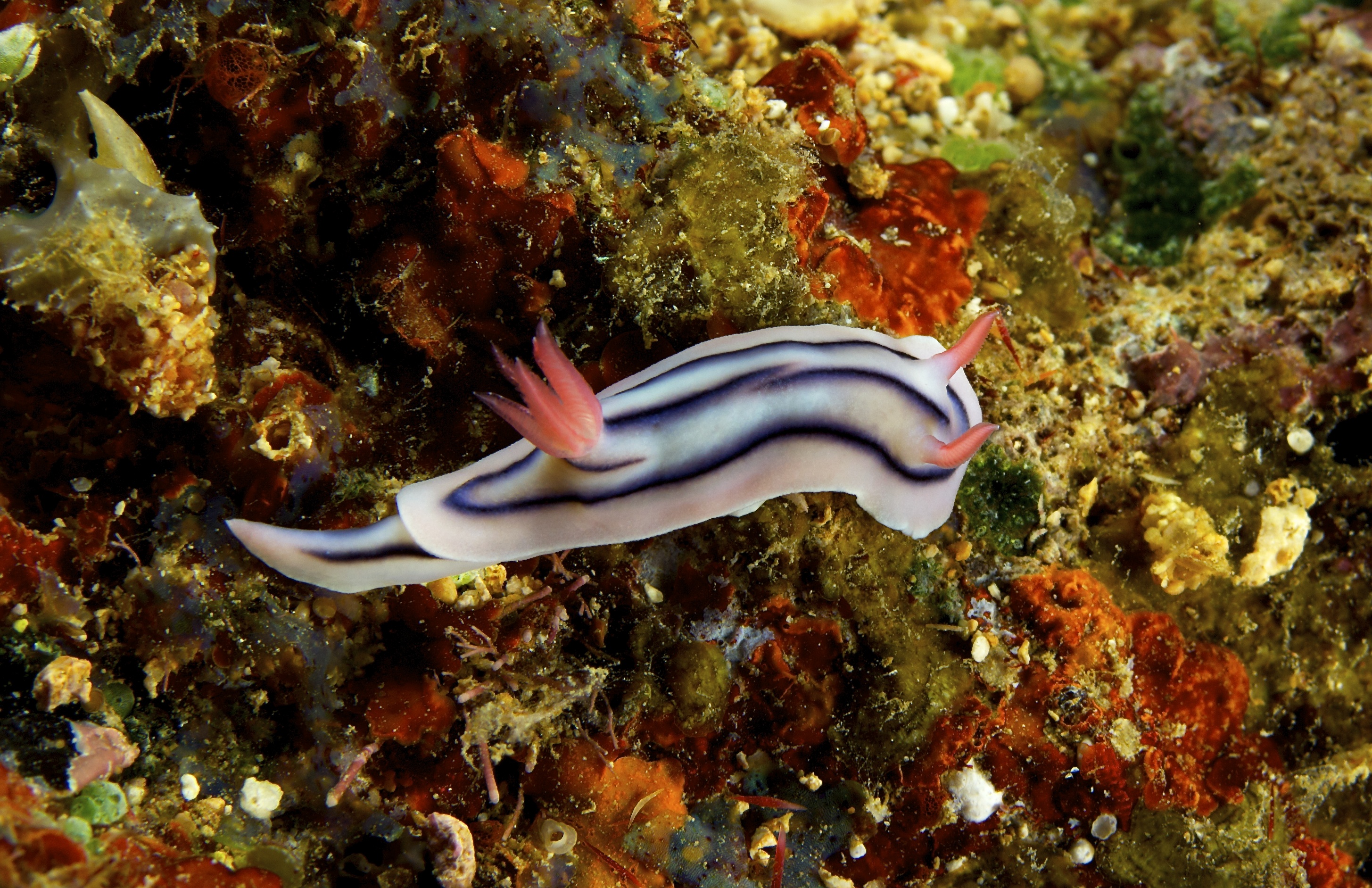 Chromodoris lochi Beqa Fiji