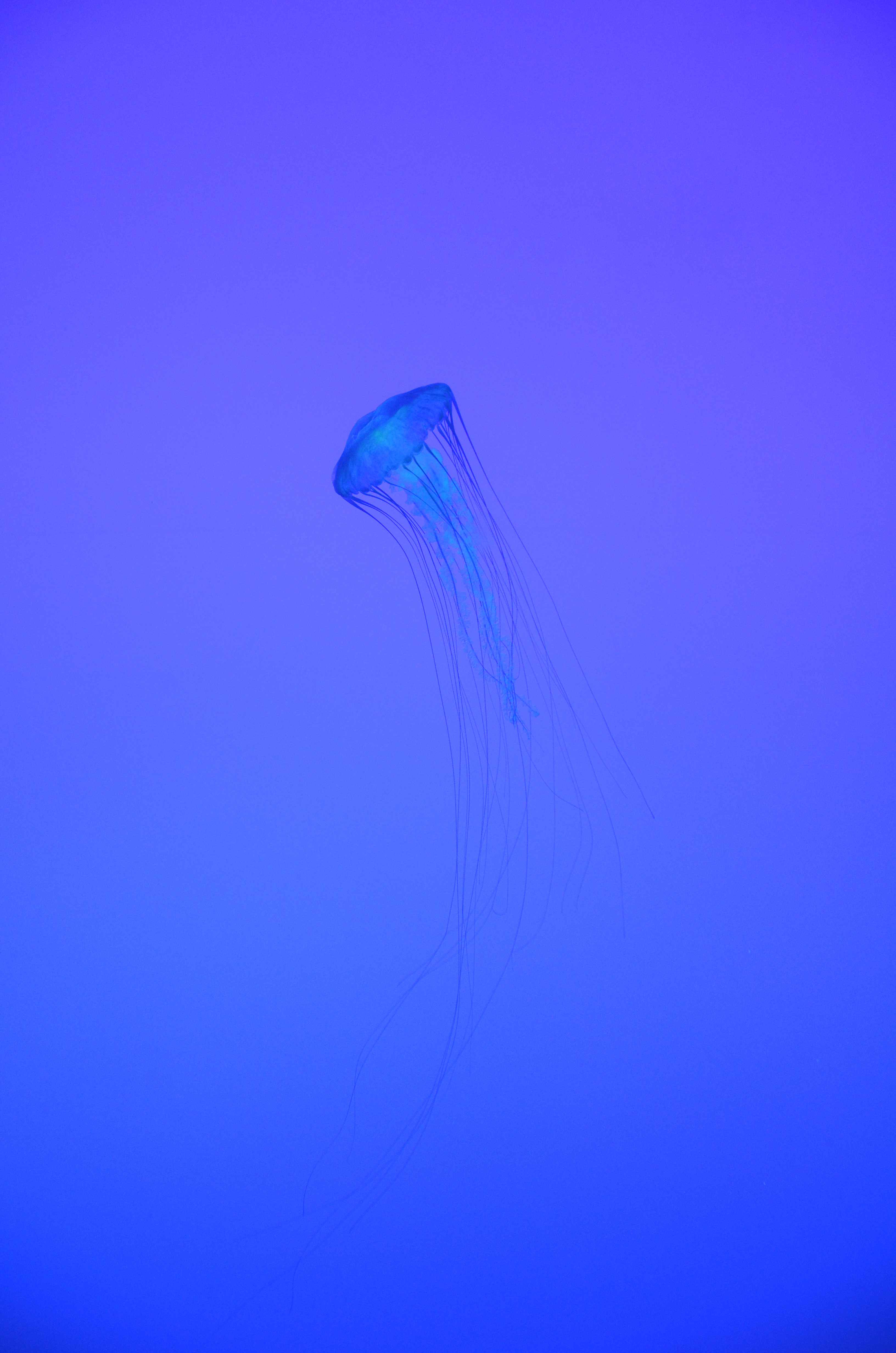 Chrysaora fuscescens Ripley's Aquarium of Canada 2