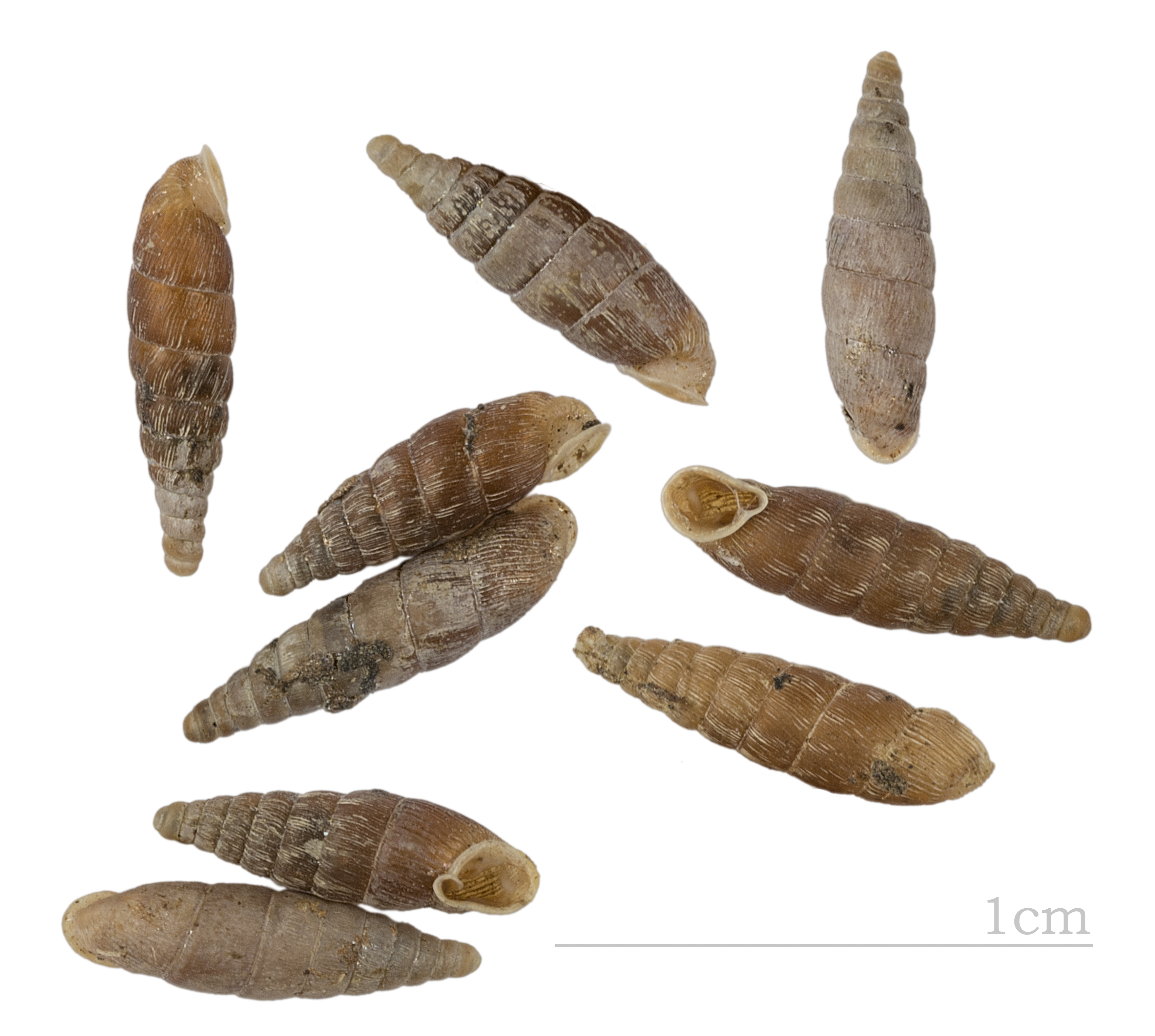 Clausilia rugosa reboudii MHNT.ZOO.2009.0.15.442 Shell