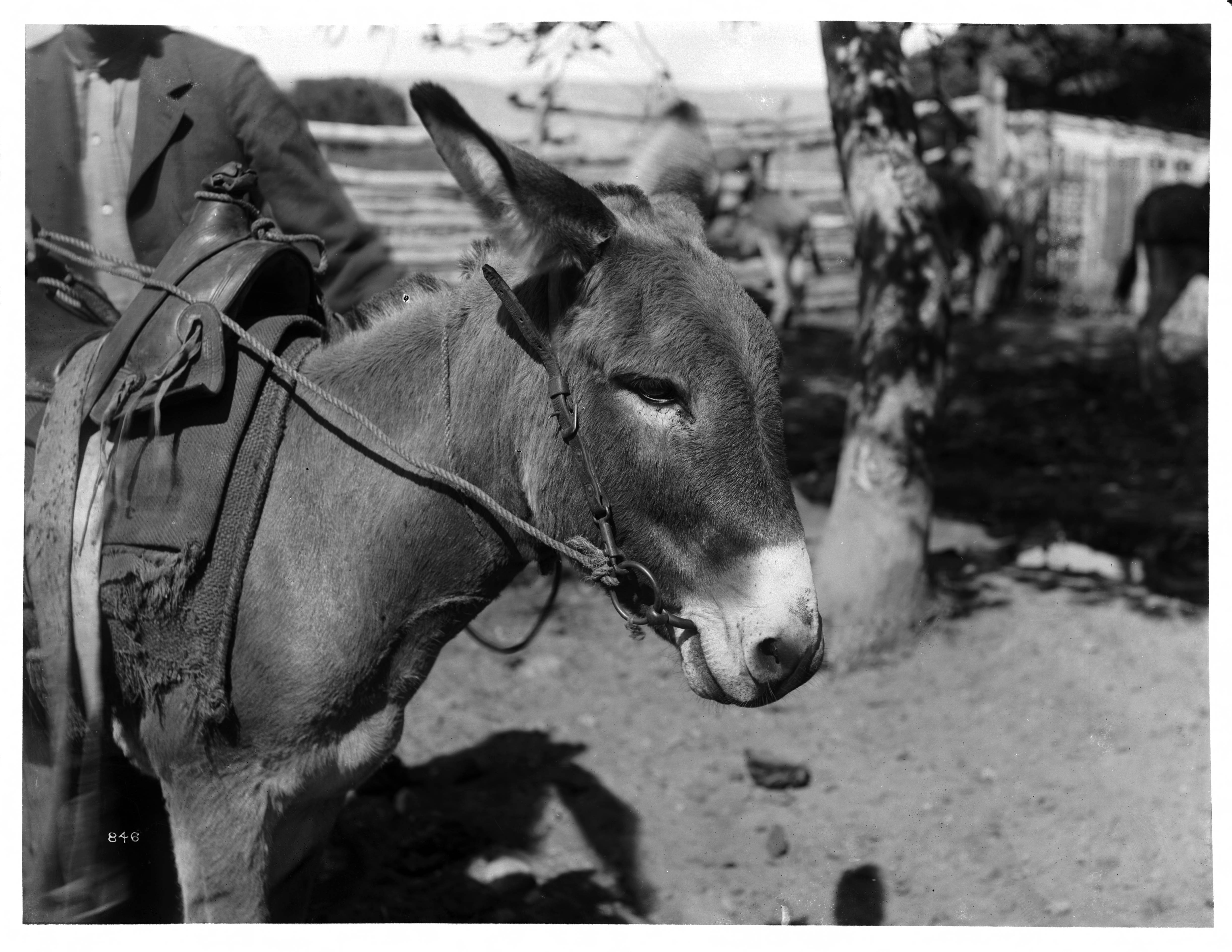 Close-up of a mule, 1900 (CHS-846)